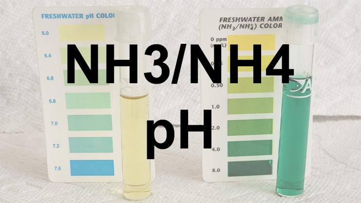 Ammonia Toxicity and the pH Relationship