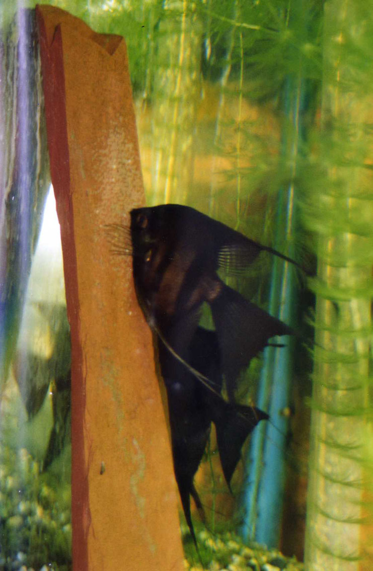 Black angelfish spawning