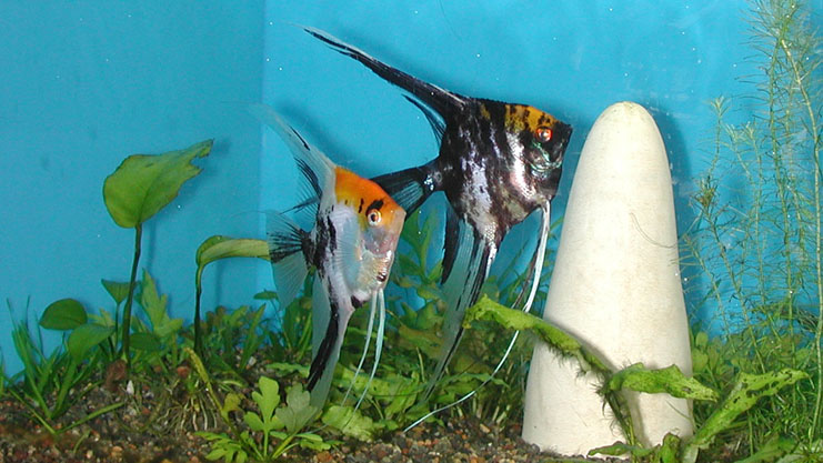 Angelfish