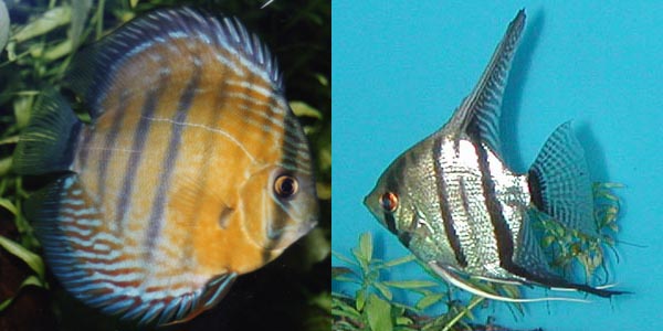 Wild blue discus Symphysodon aequifasciatus haraldi (left), silver angelfish Pterophyllum scalare (right).