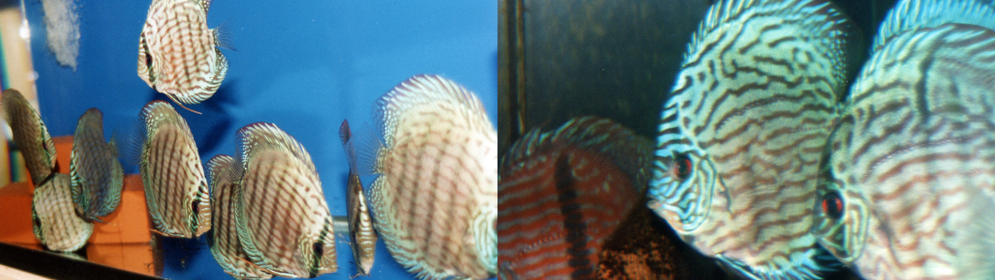 Heckel/cobalt blue discus cross at about 12 months of age.