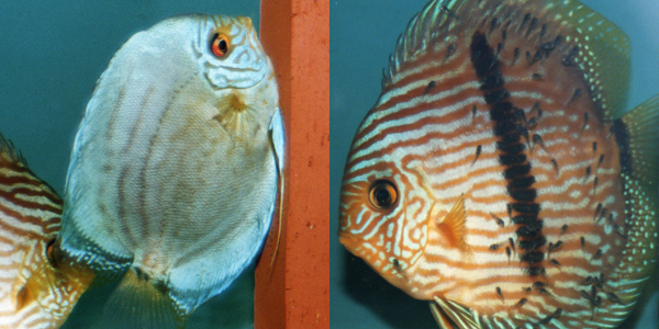 Heckel Discus with feeding fry