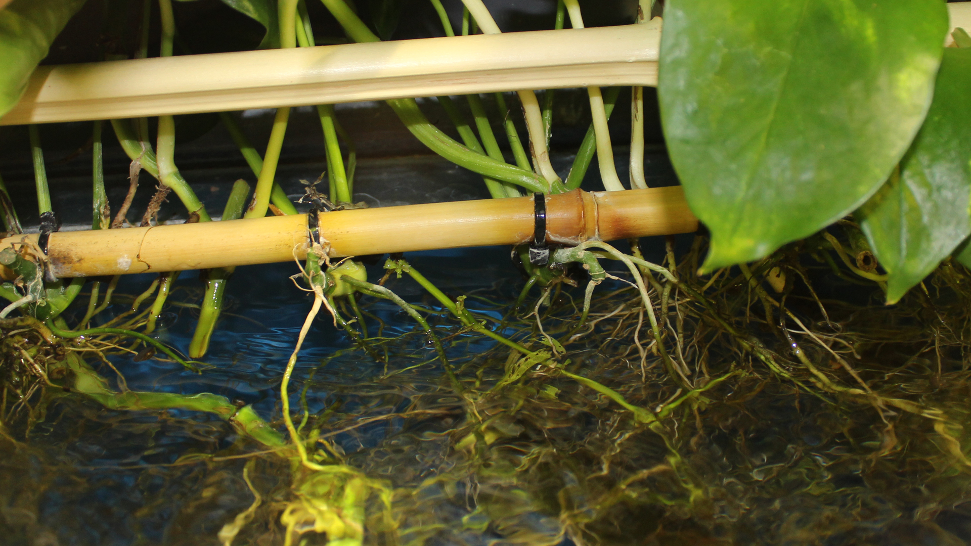 Bamboo installed above the waterline with pothos and Spathiphyllum attached with black cable ties.