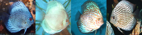 Man Developed Discus