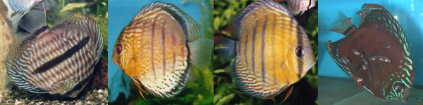 Wild Discus