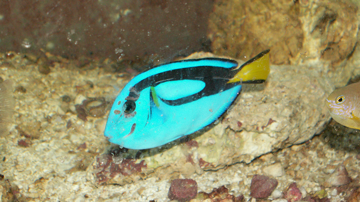 Marine Fish Head and Lateral Line Erosion