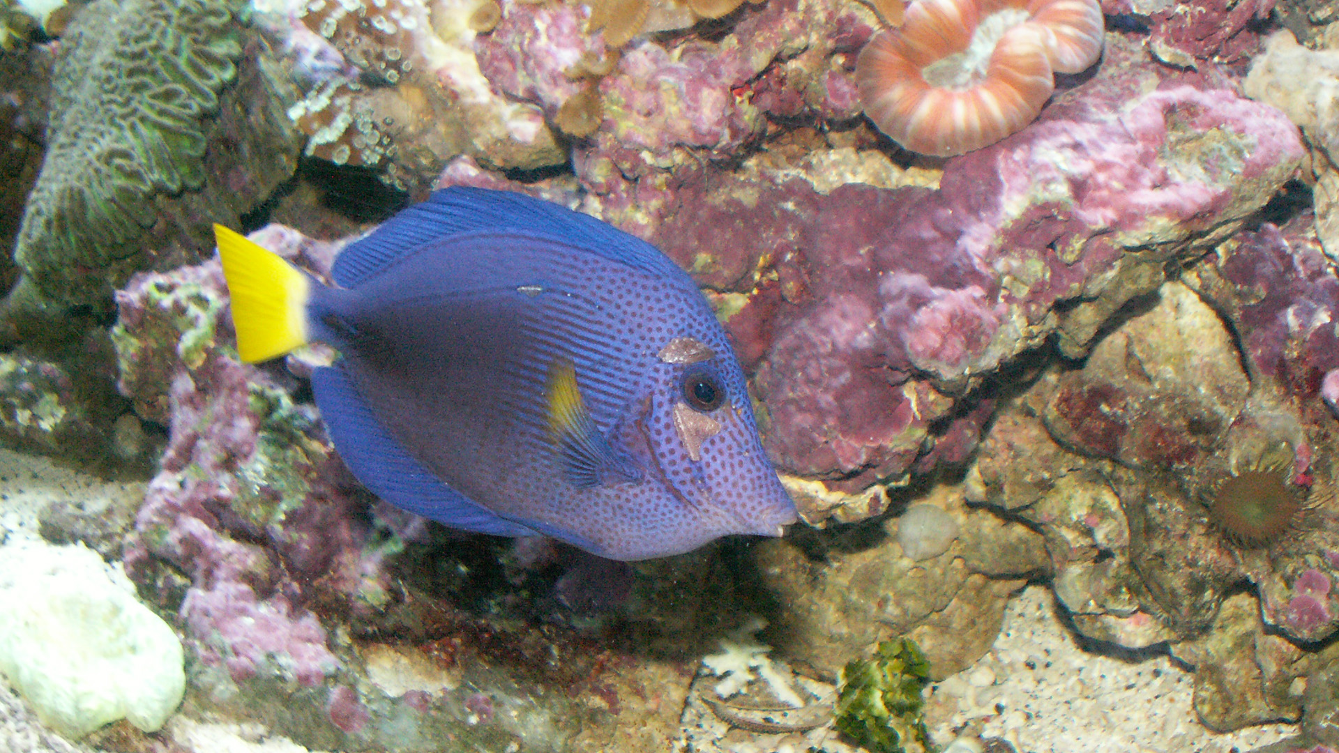 Purple tang (Zebrasoma xanthurum) with HLLE