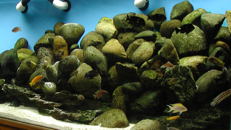 Close up of the rock work in the aquarium.