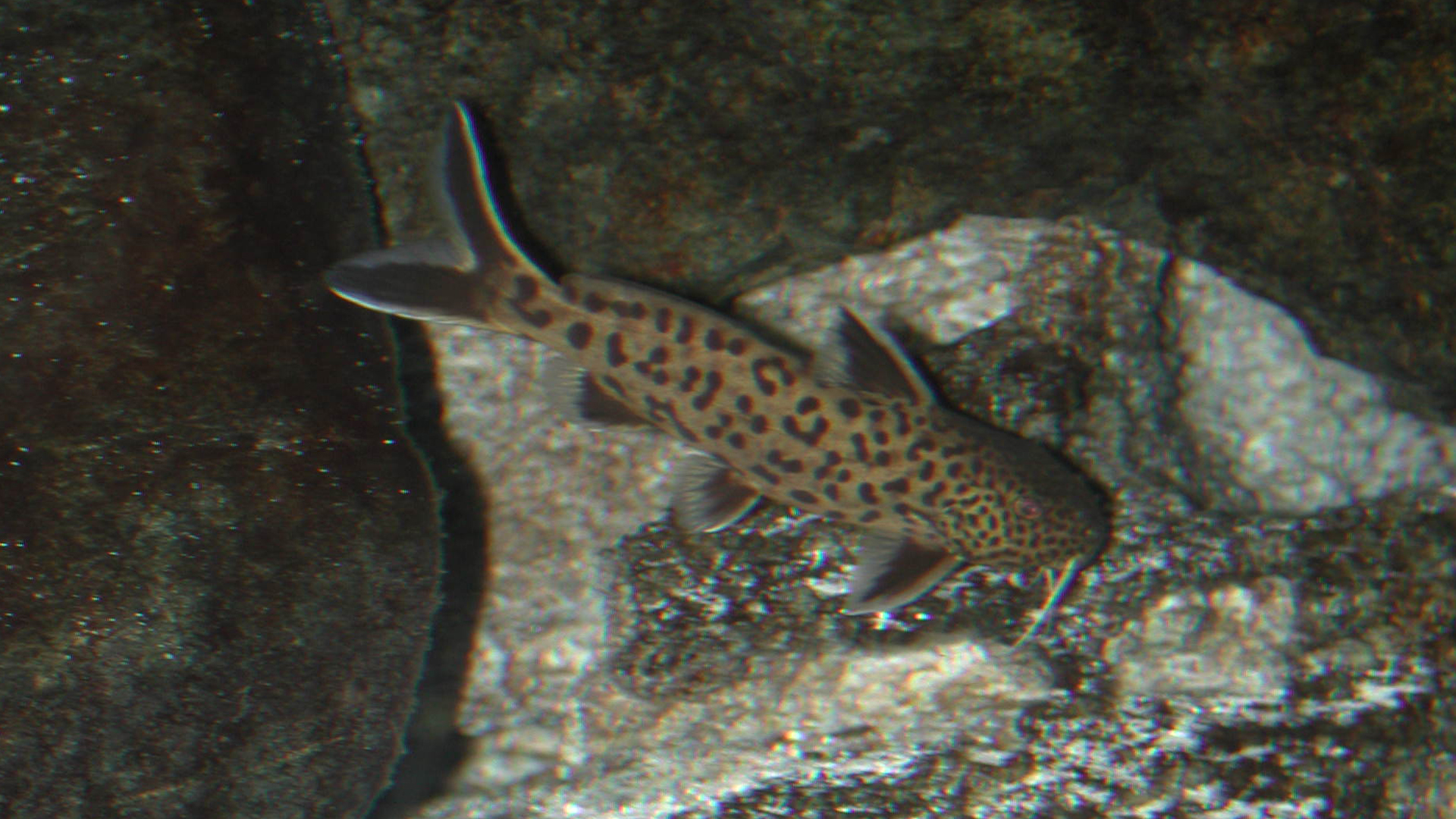 Synodontis lucipinnis (petricola)