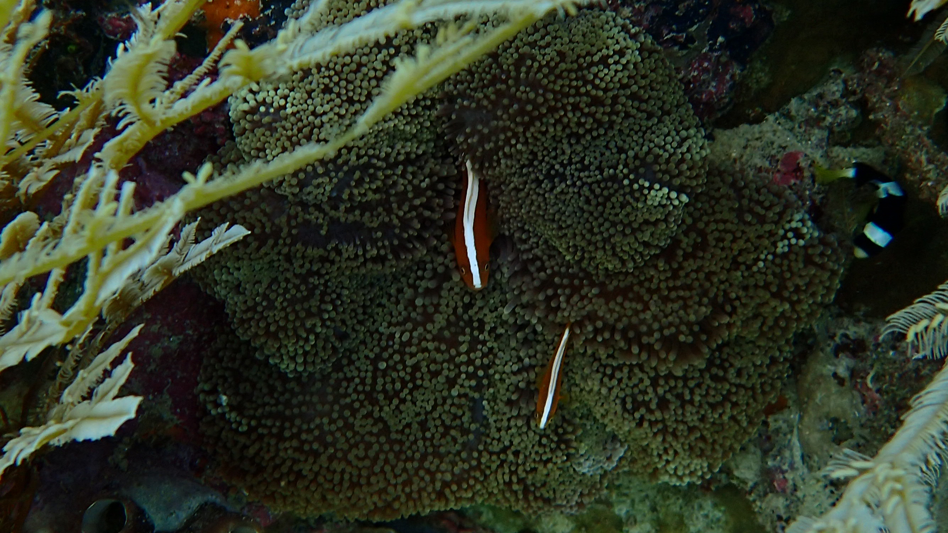 Amphiprion sandaracinos