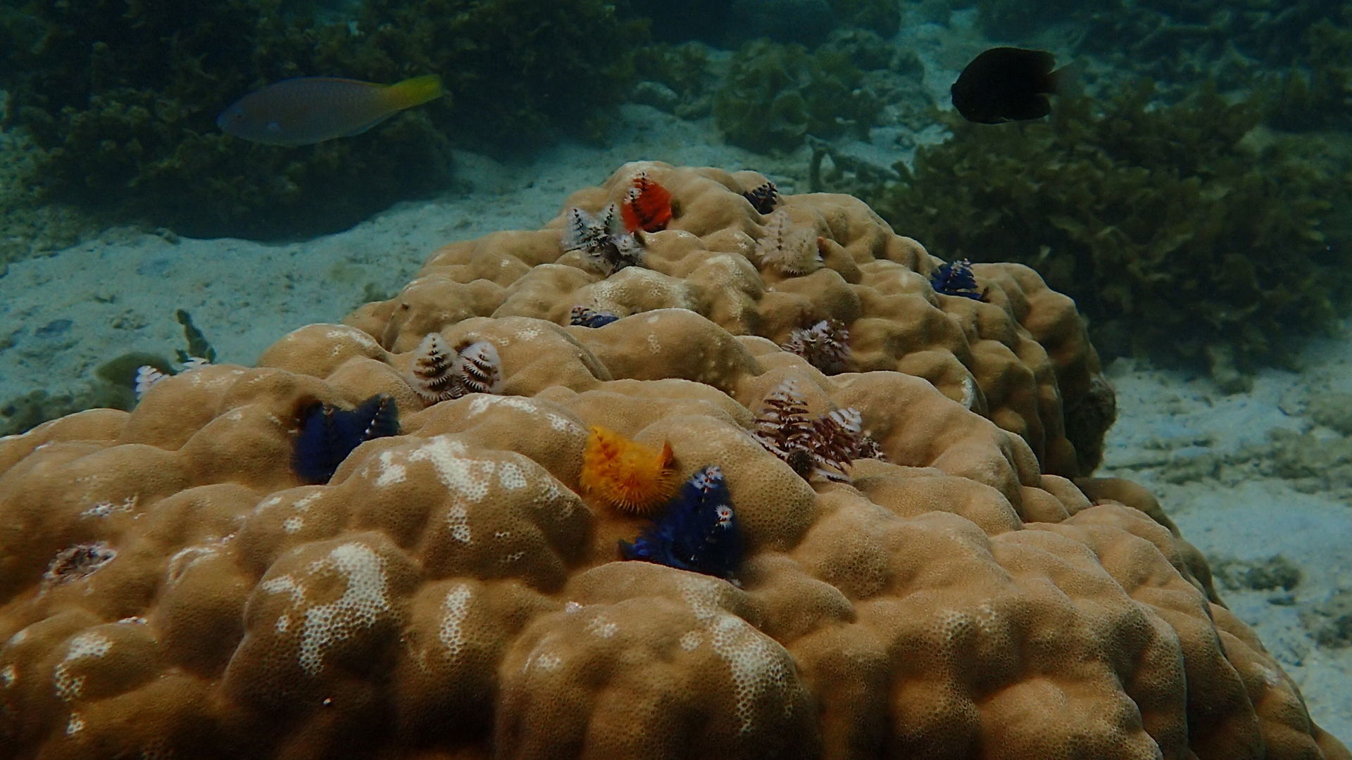 Christmas tree worms