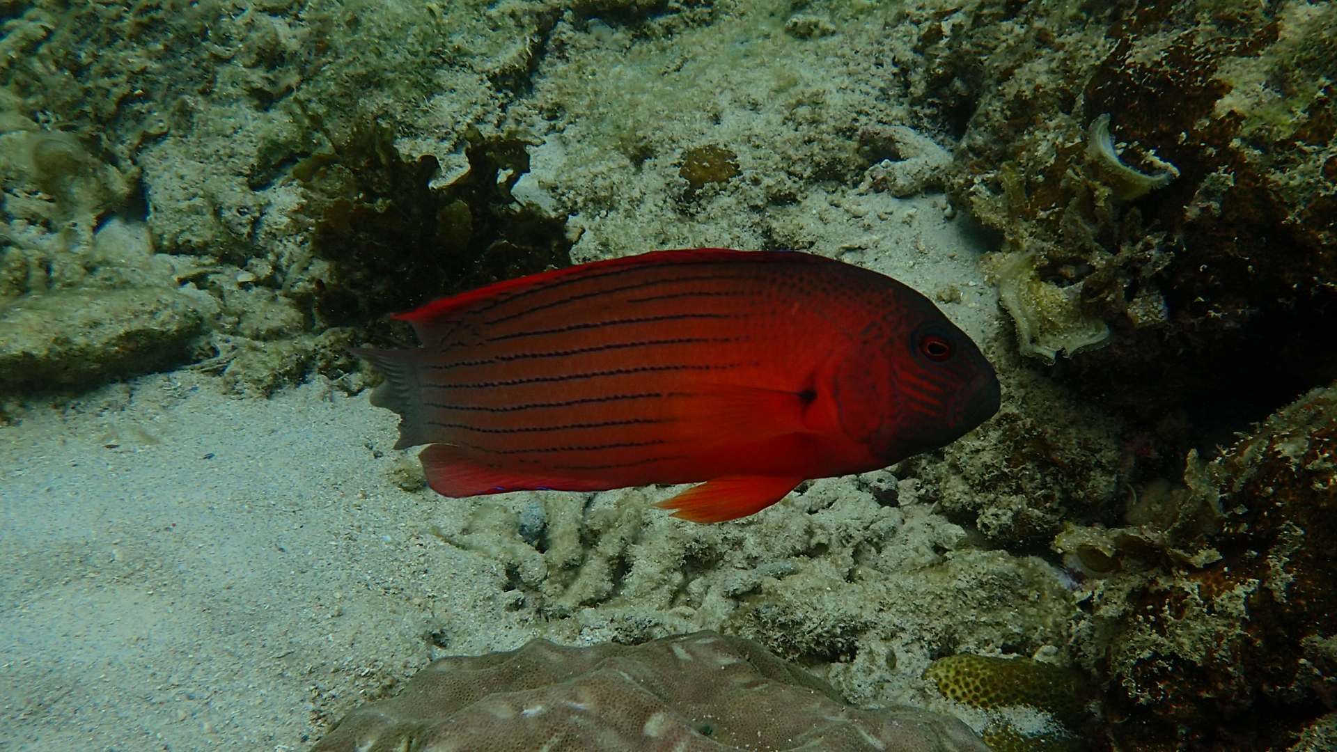 Labracinus cyclophthalmus