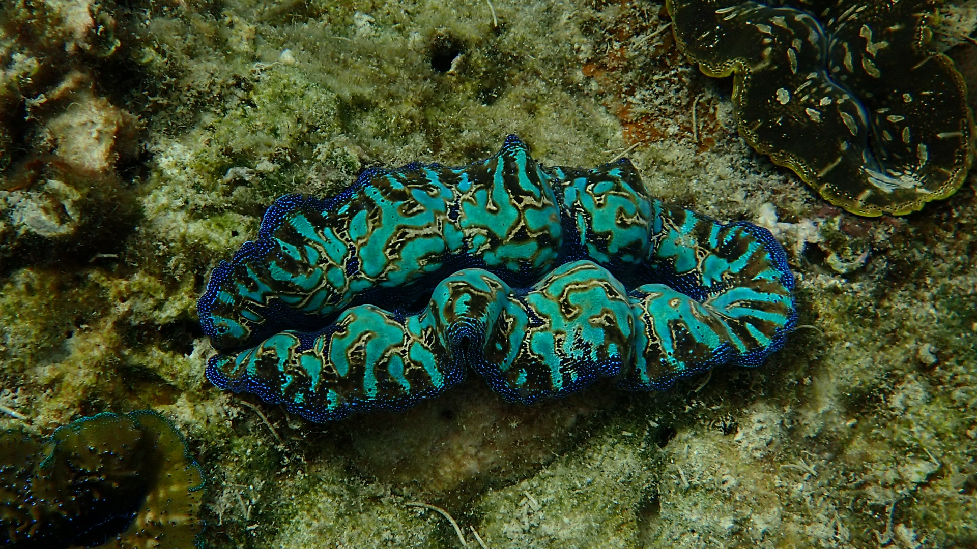 Tridacna crocea