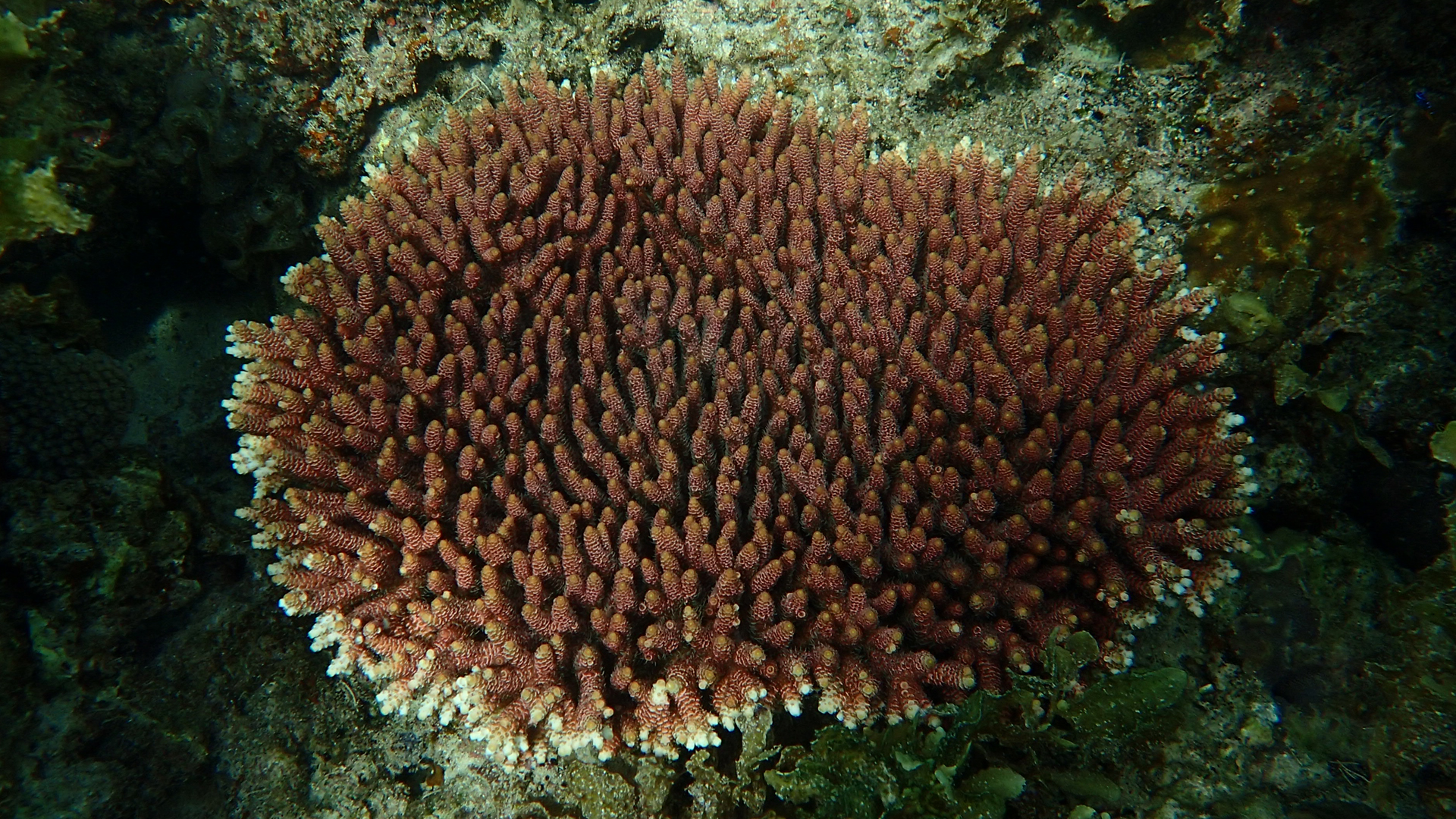 Acropora sp. (table coral)