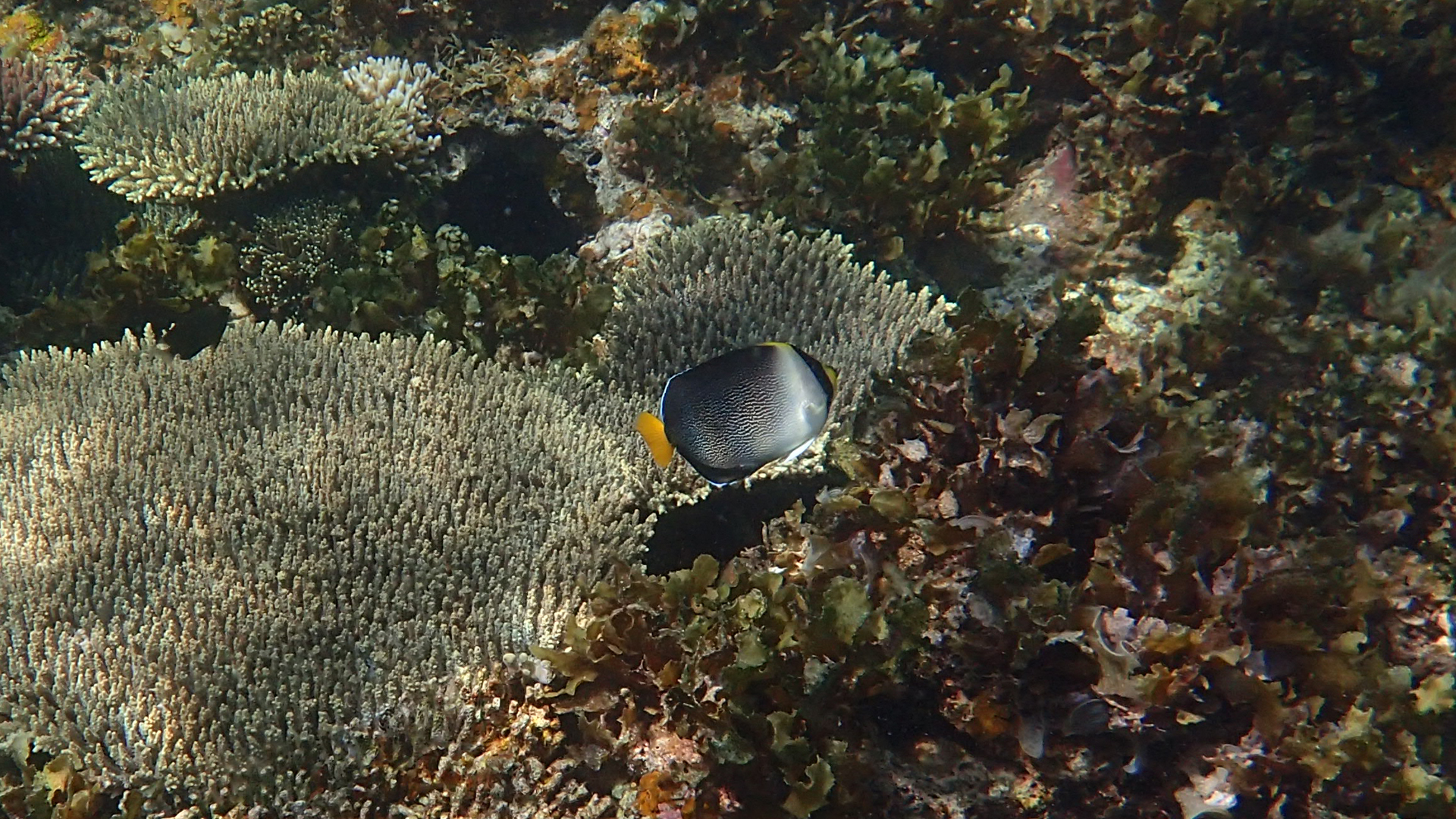 Chaetodontoplus mesoleucus