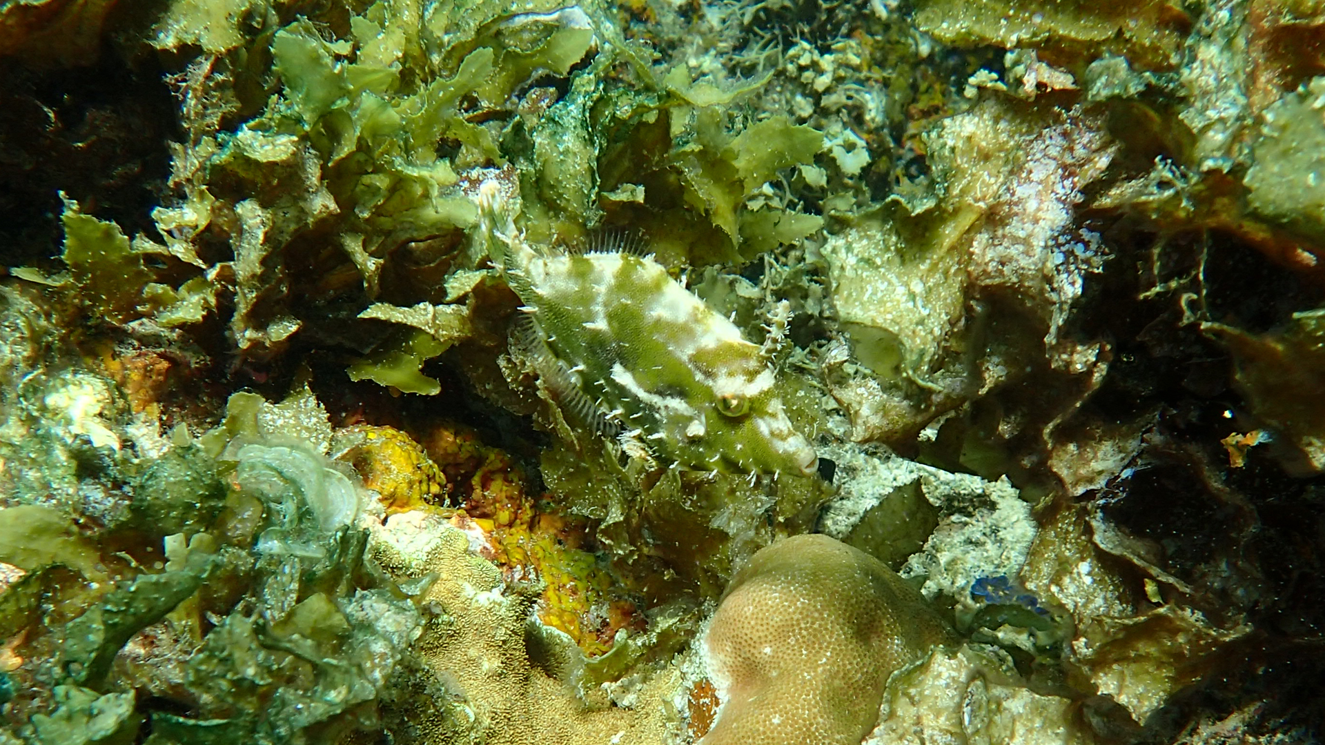 Unidentified filefish