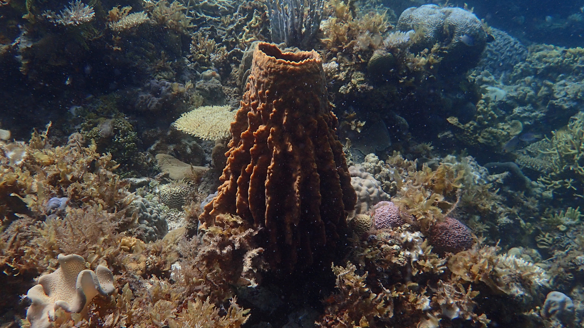 Barrel sponge