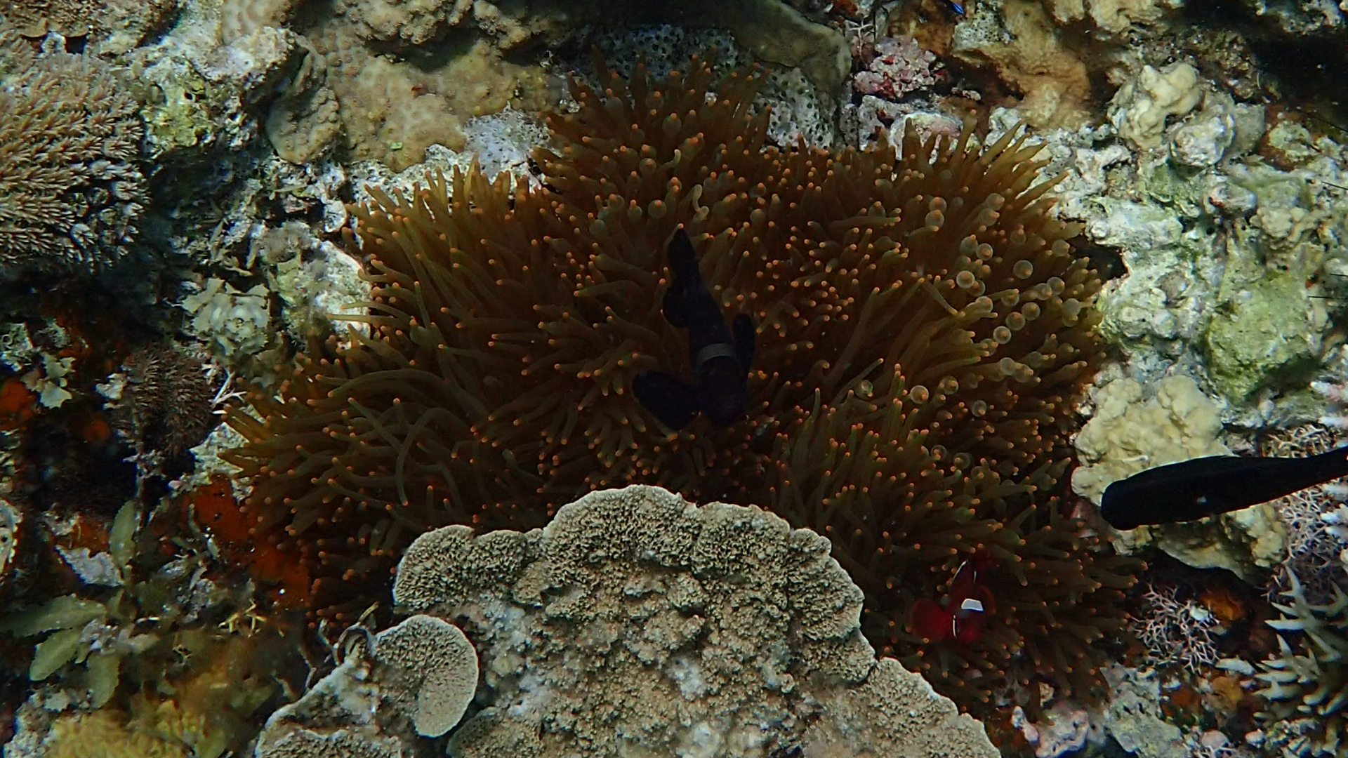 Premnas biaculeatus, Entacmaea quadricolor