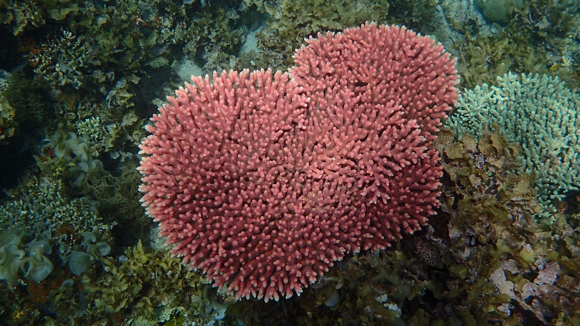 Acropora sp.