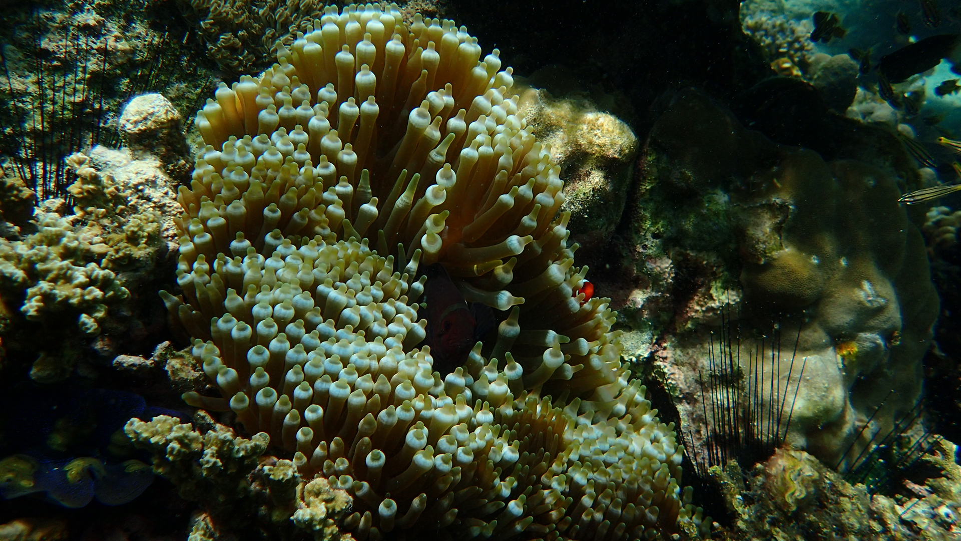 Premnas biaculeatus, Entacmaea quadricolor