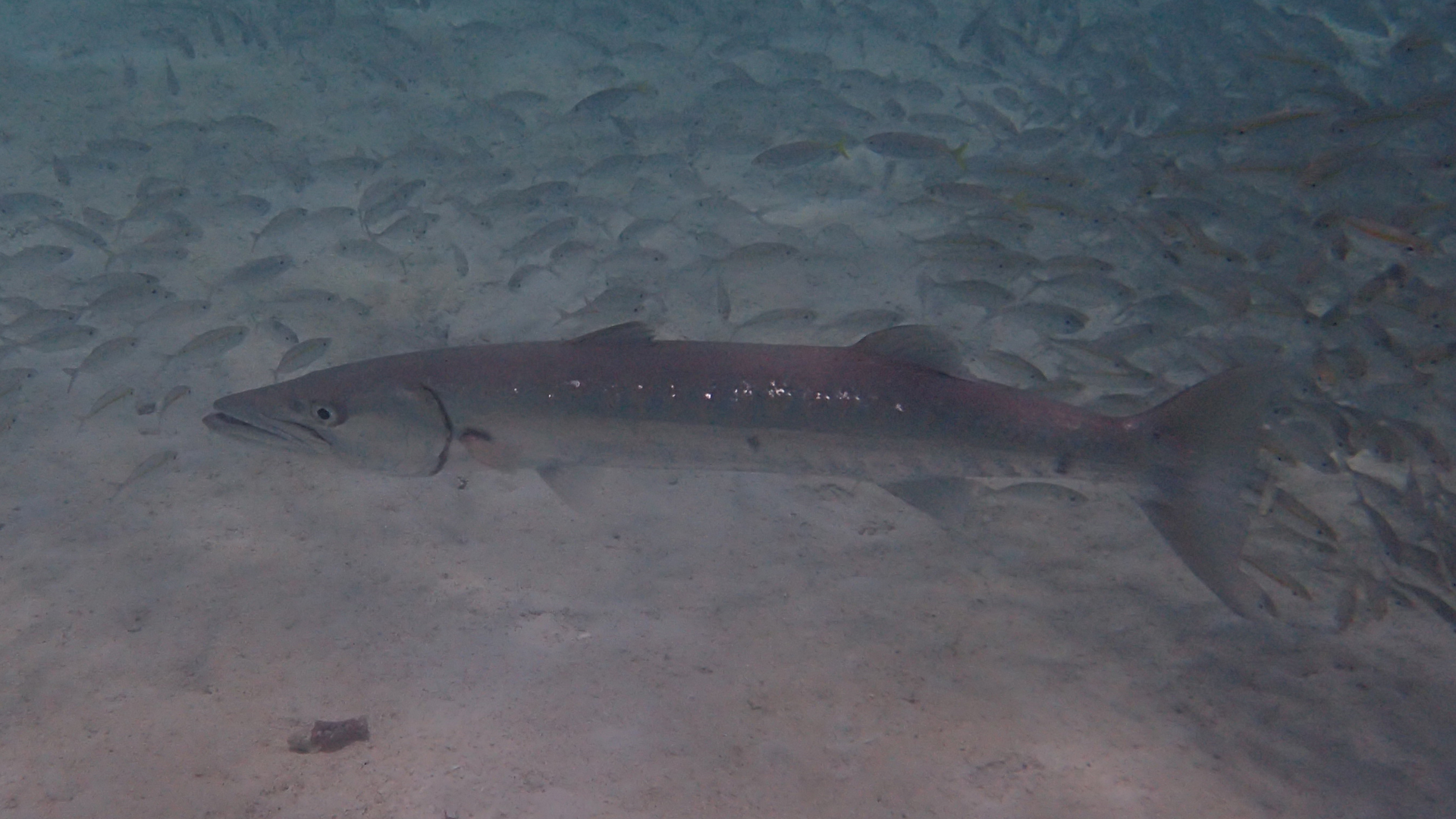 Sphyraena barracuda