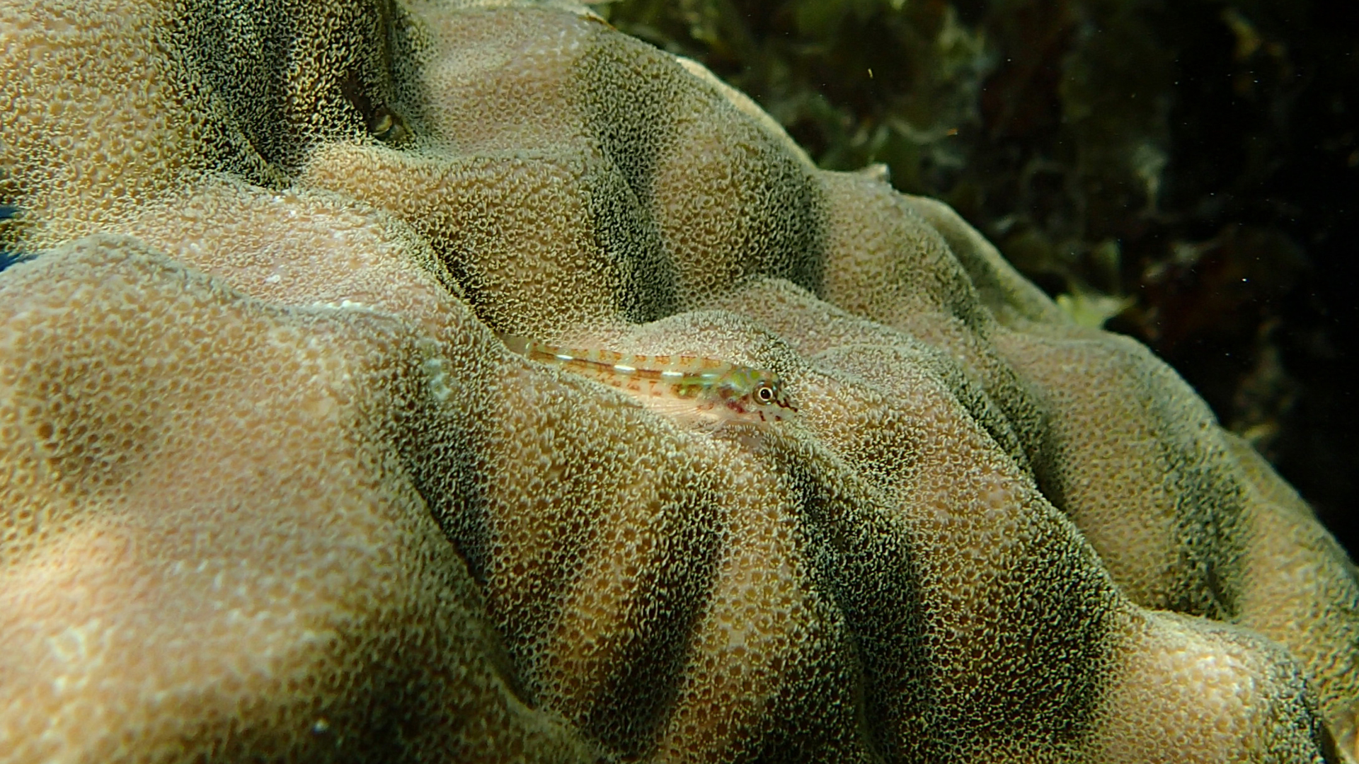 Porites lobata