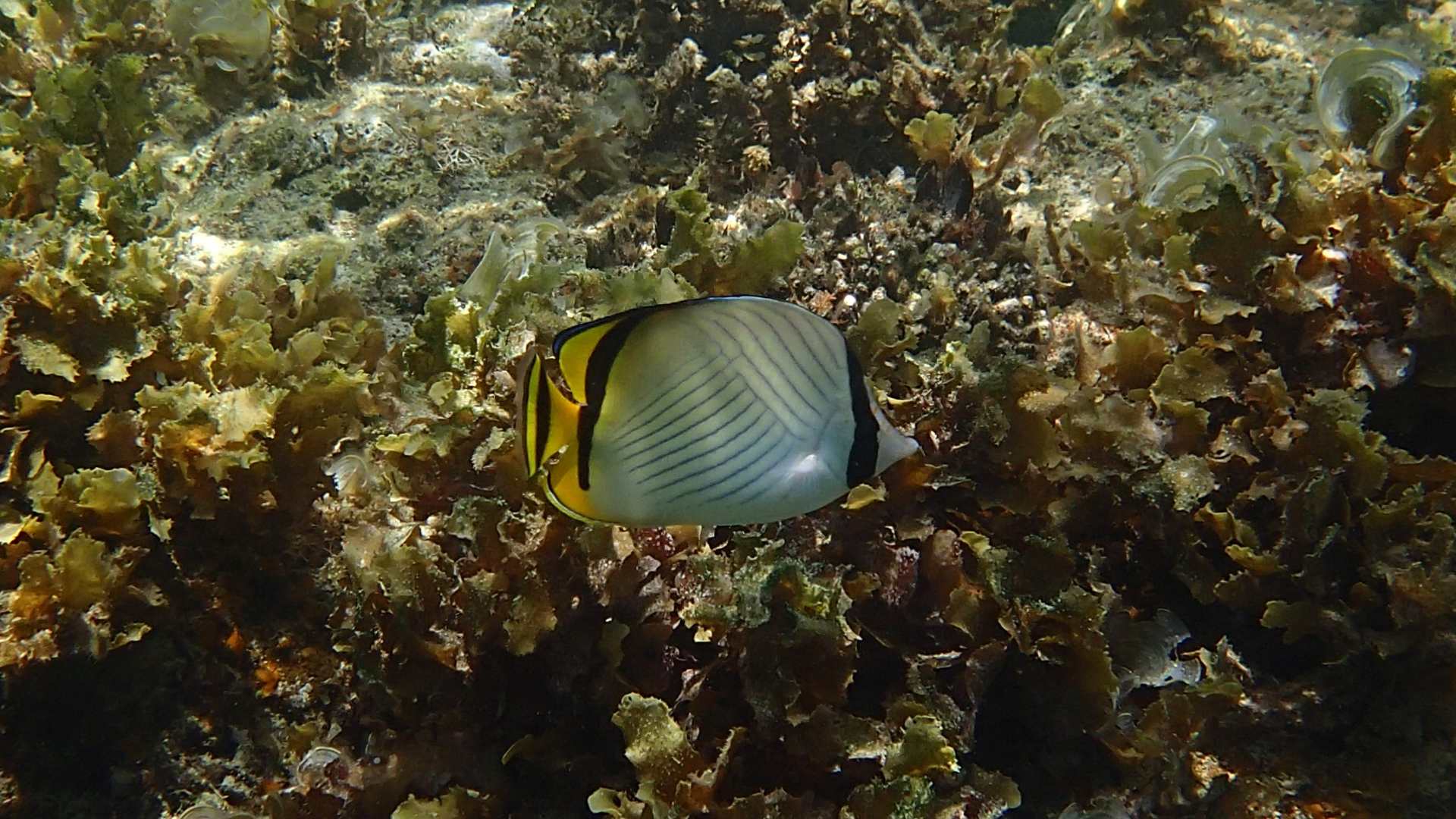 Chaetodon vagabundus