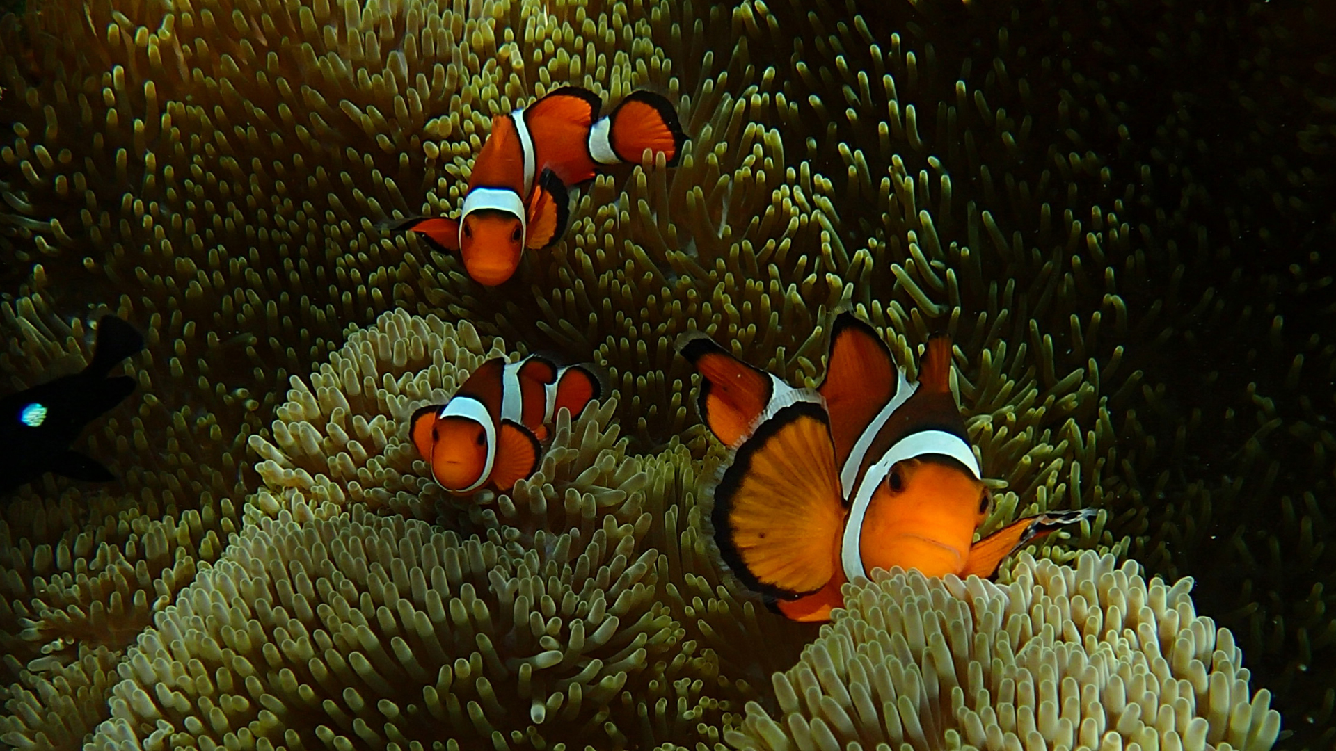 Amphiprion ocellaris (ocellaris clownfish) with Stichodactyla gigantea (giant carpet anemone)