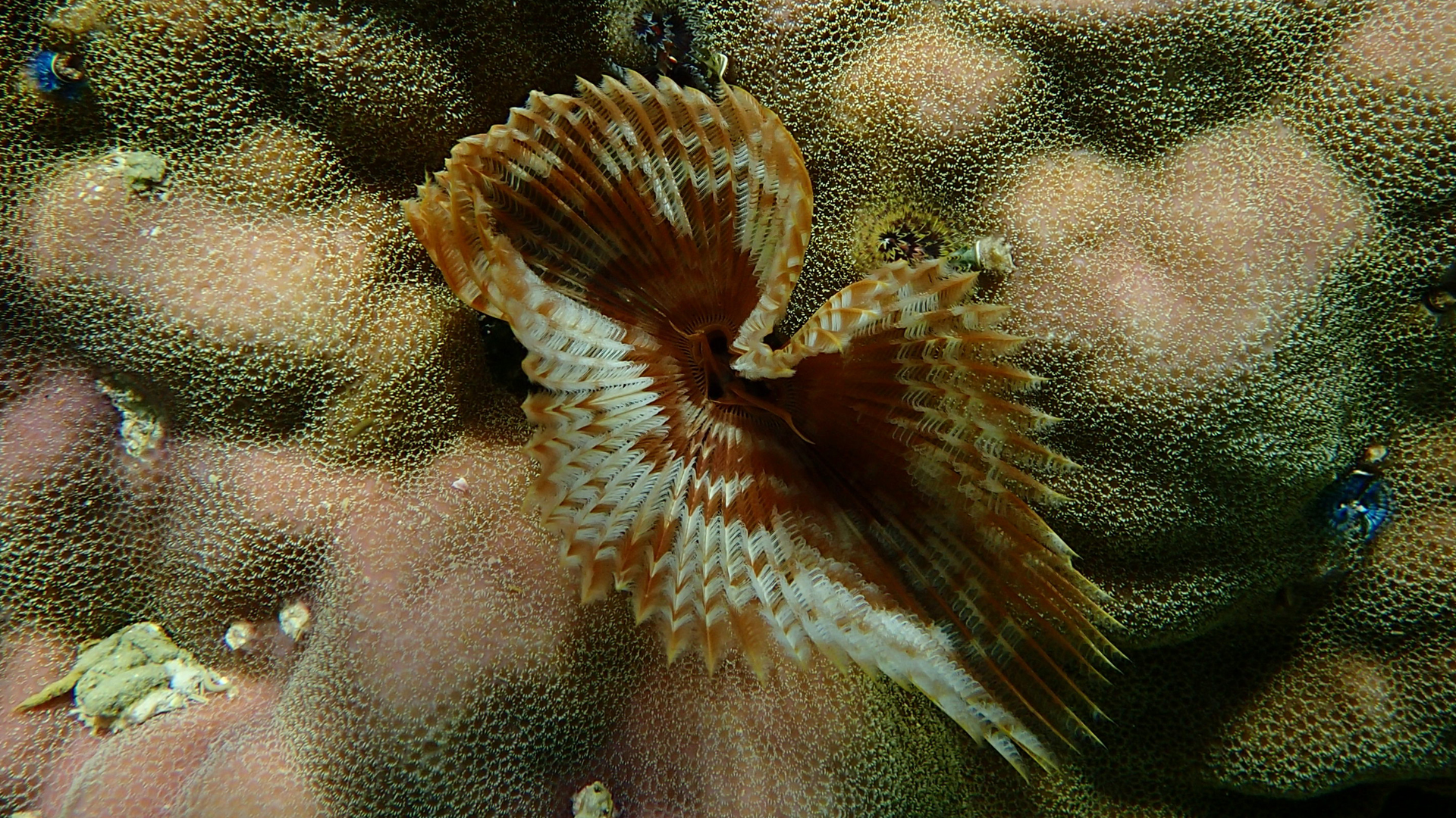 Sabellastarte spectabilis