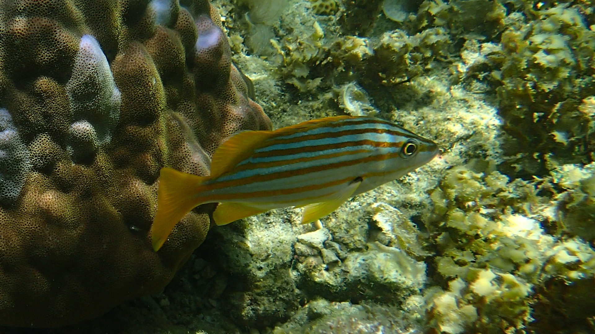 Lutjanus carponotatus