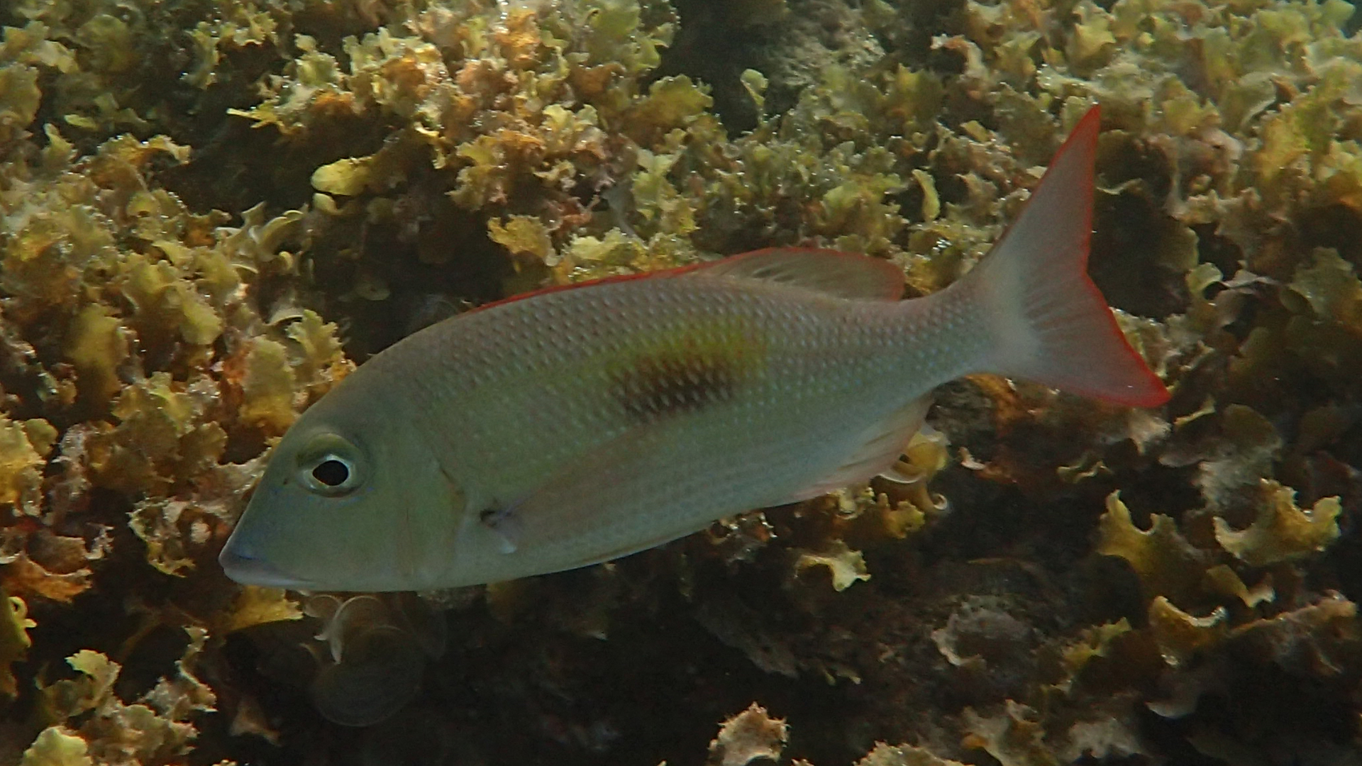 Lutjanus carponotatus