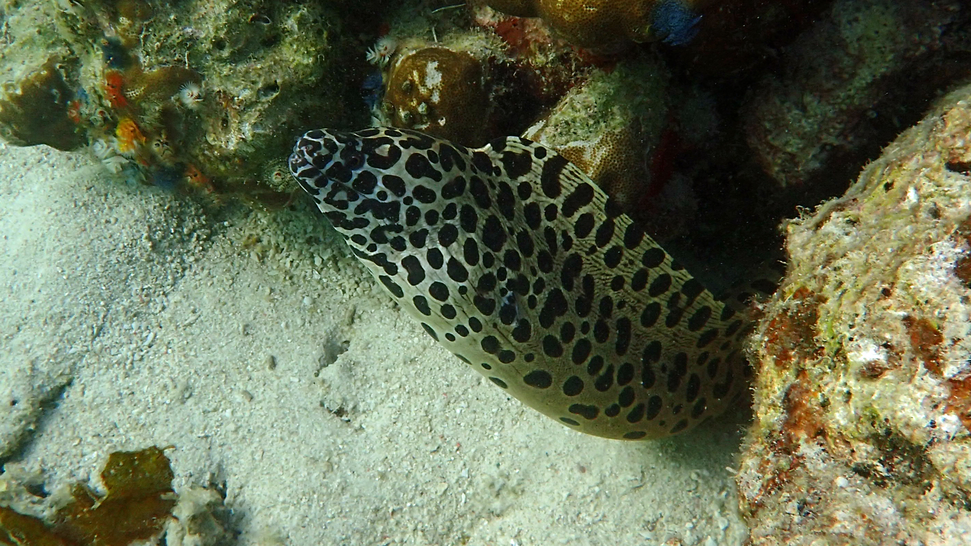 Gymnothorax melanospilos (black spotted moray)