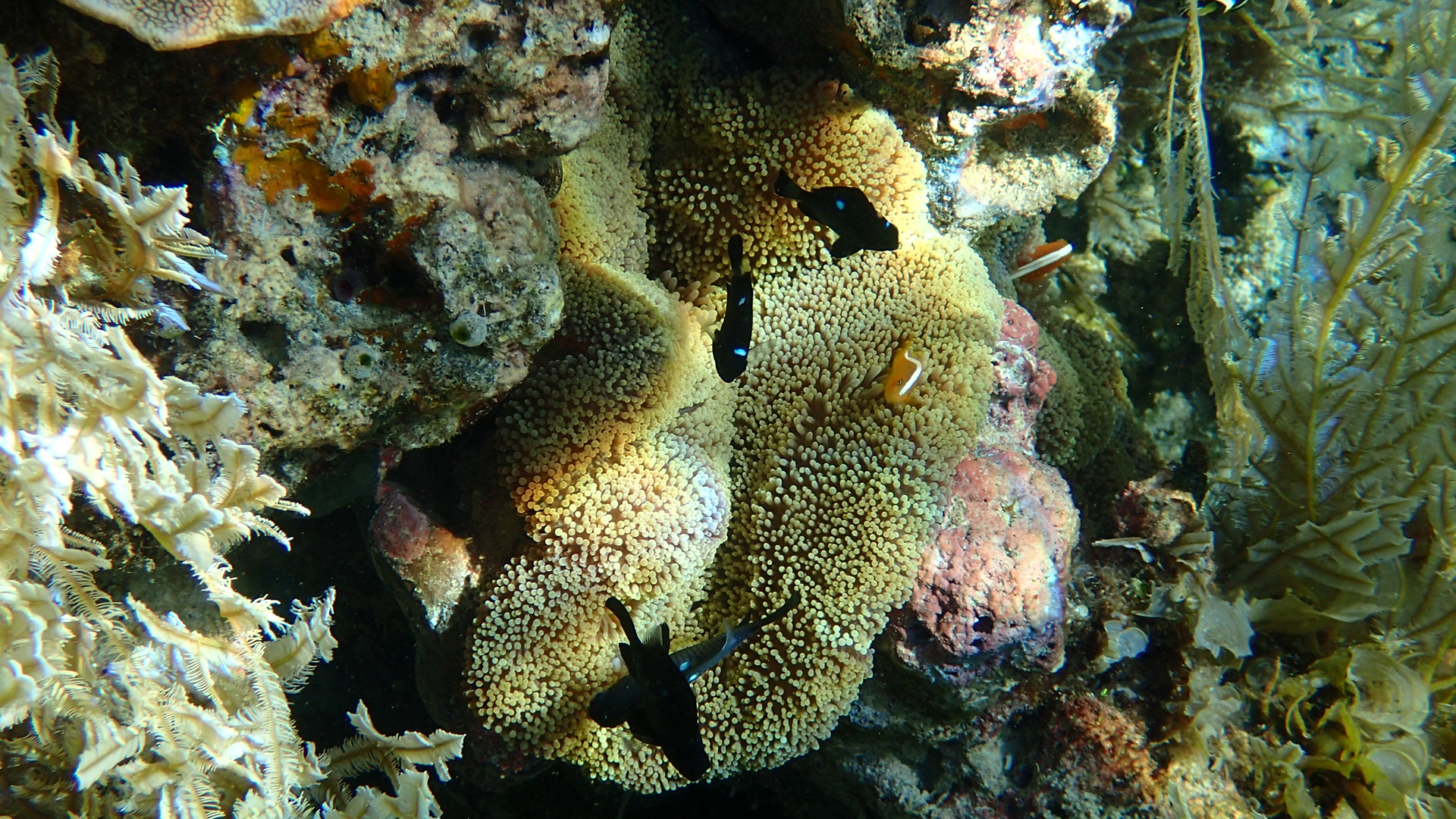 Amphiprion sandaracinos