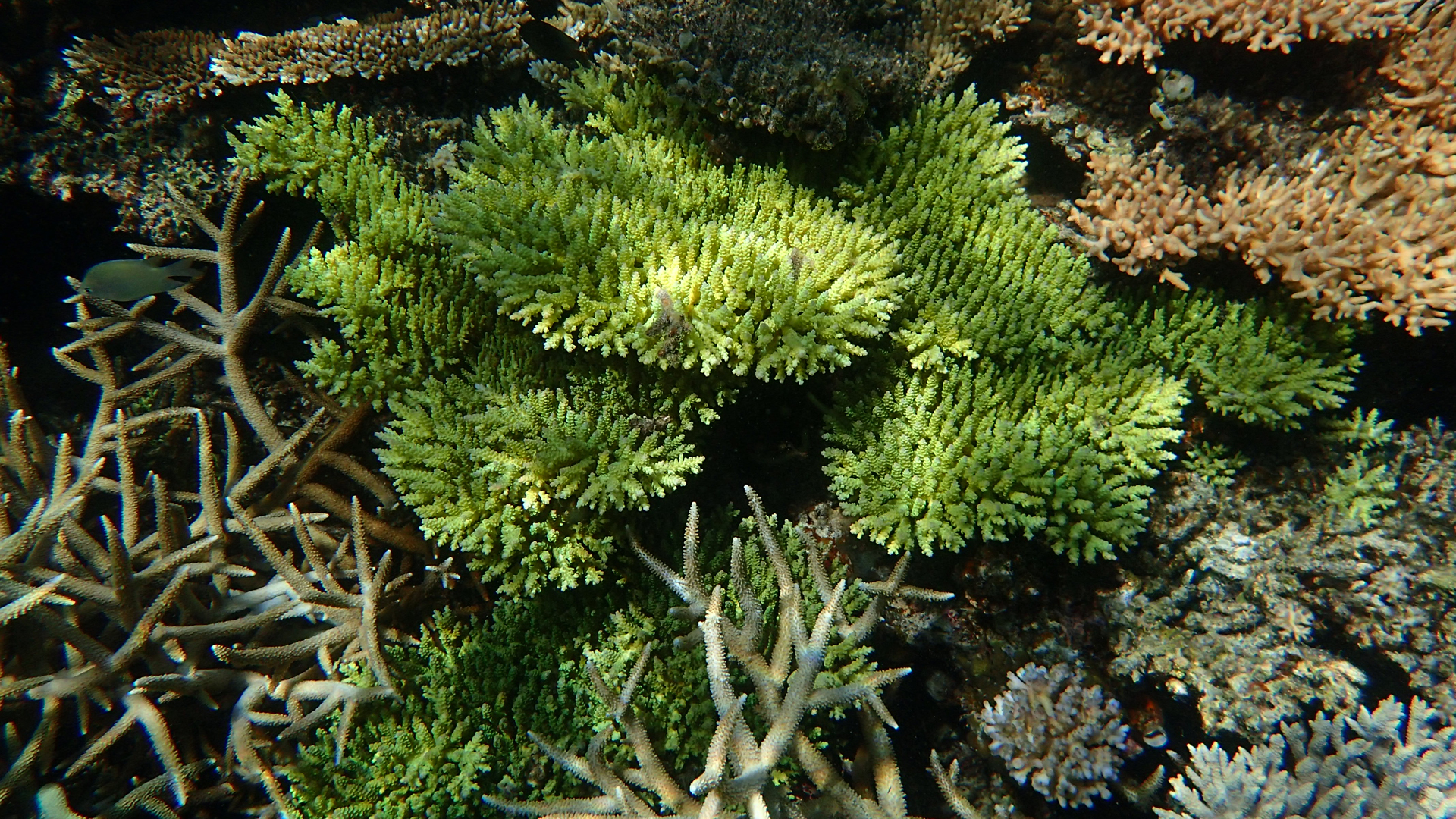 Acropora sp.