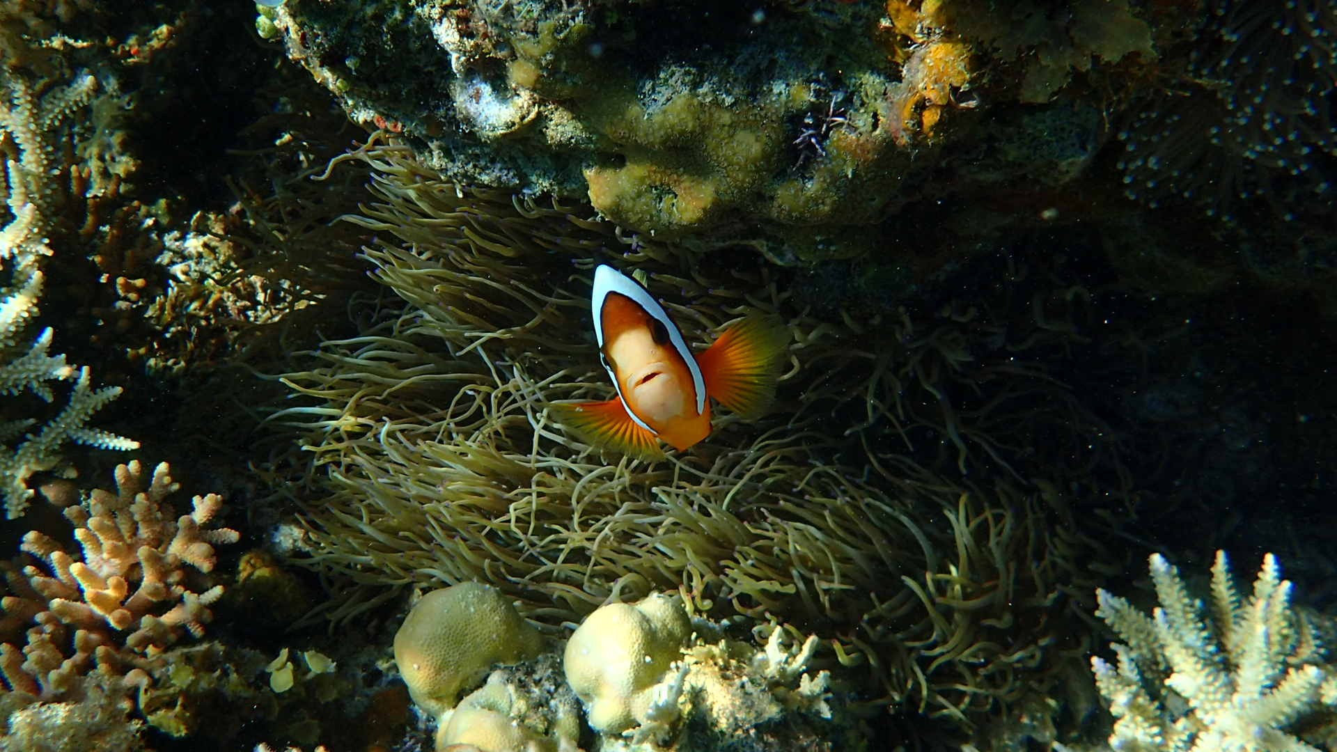 Amphiprion clarkii