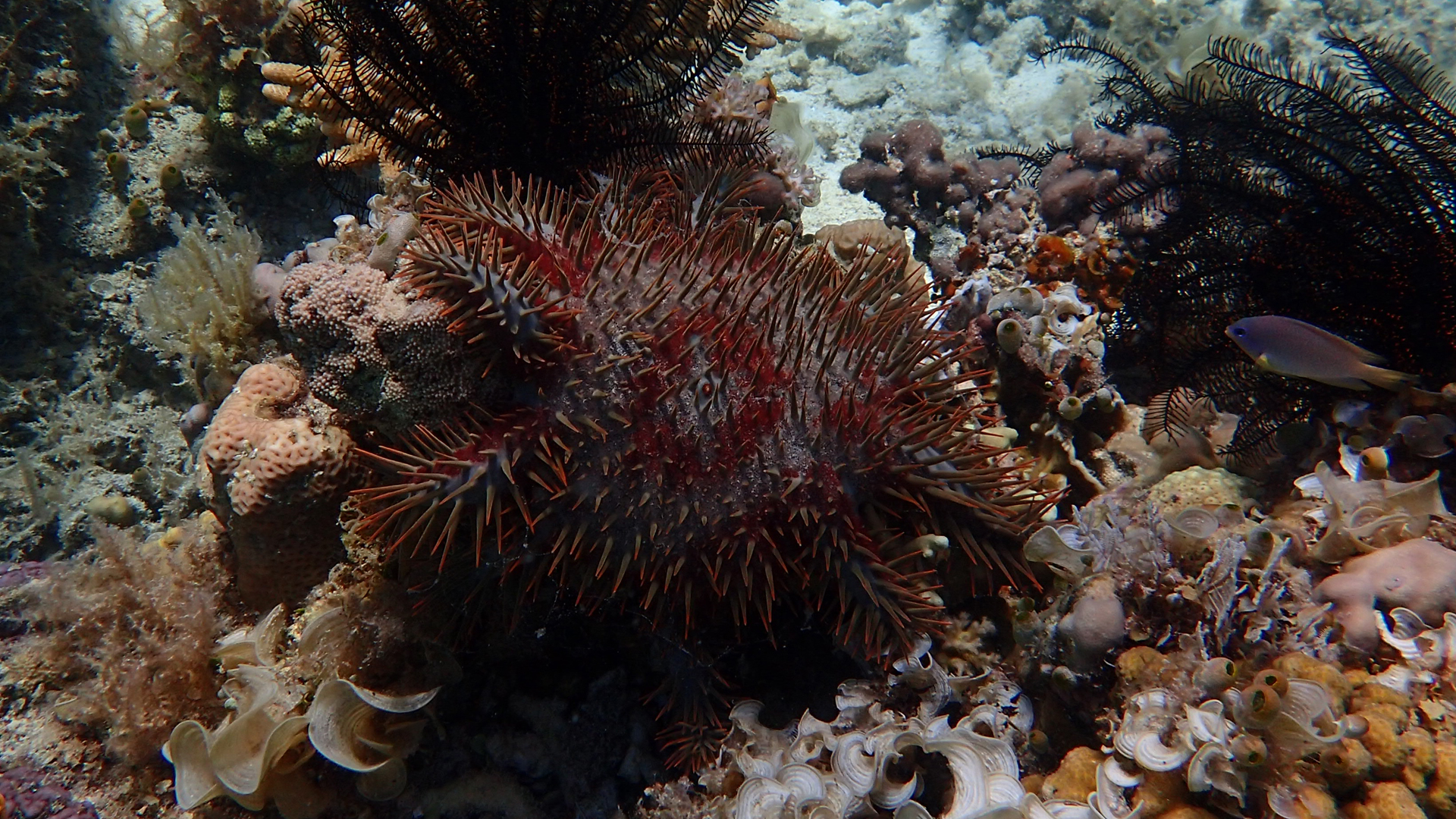 Acanthaster planci