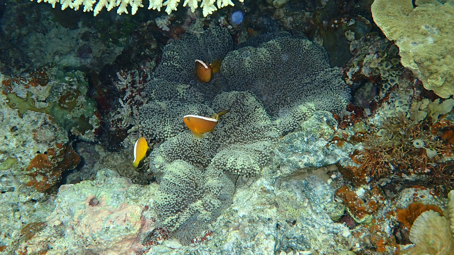 Amphiprion sandaracinos