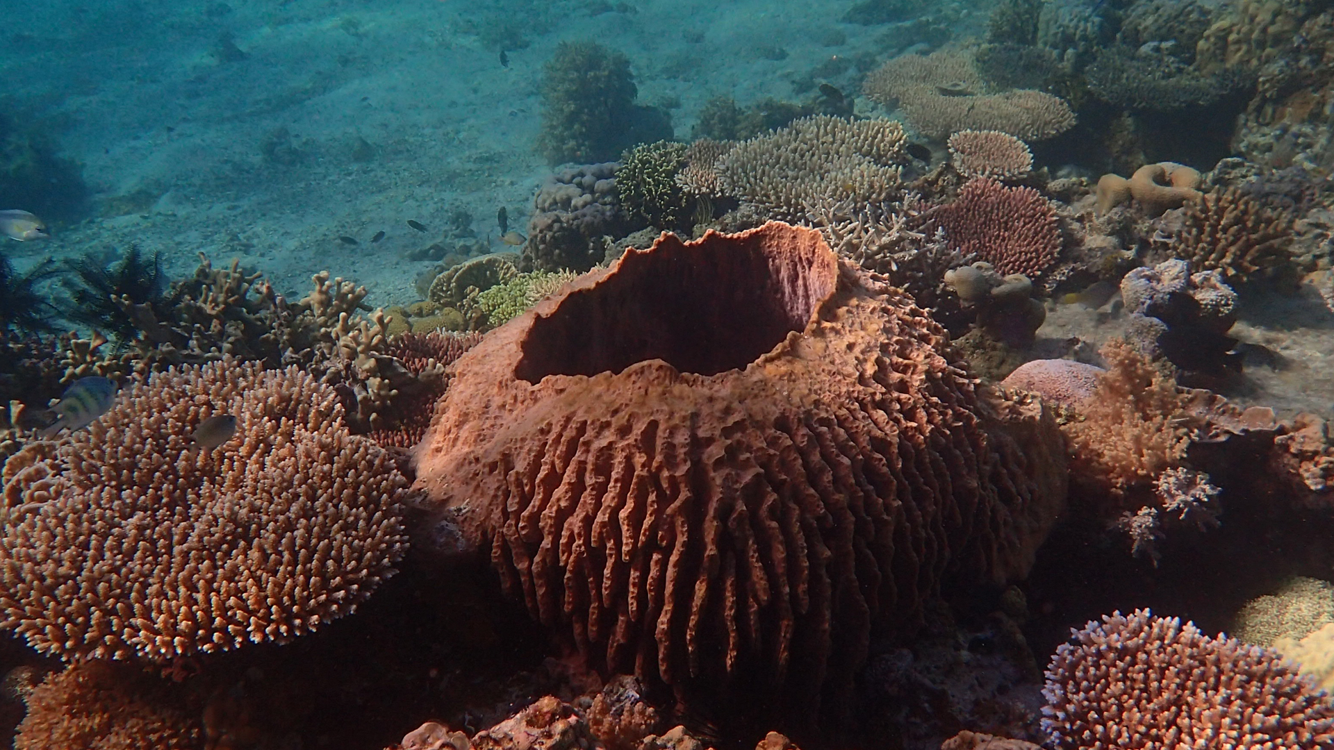 Barrel sponge