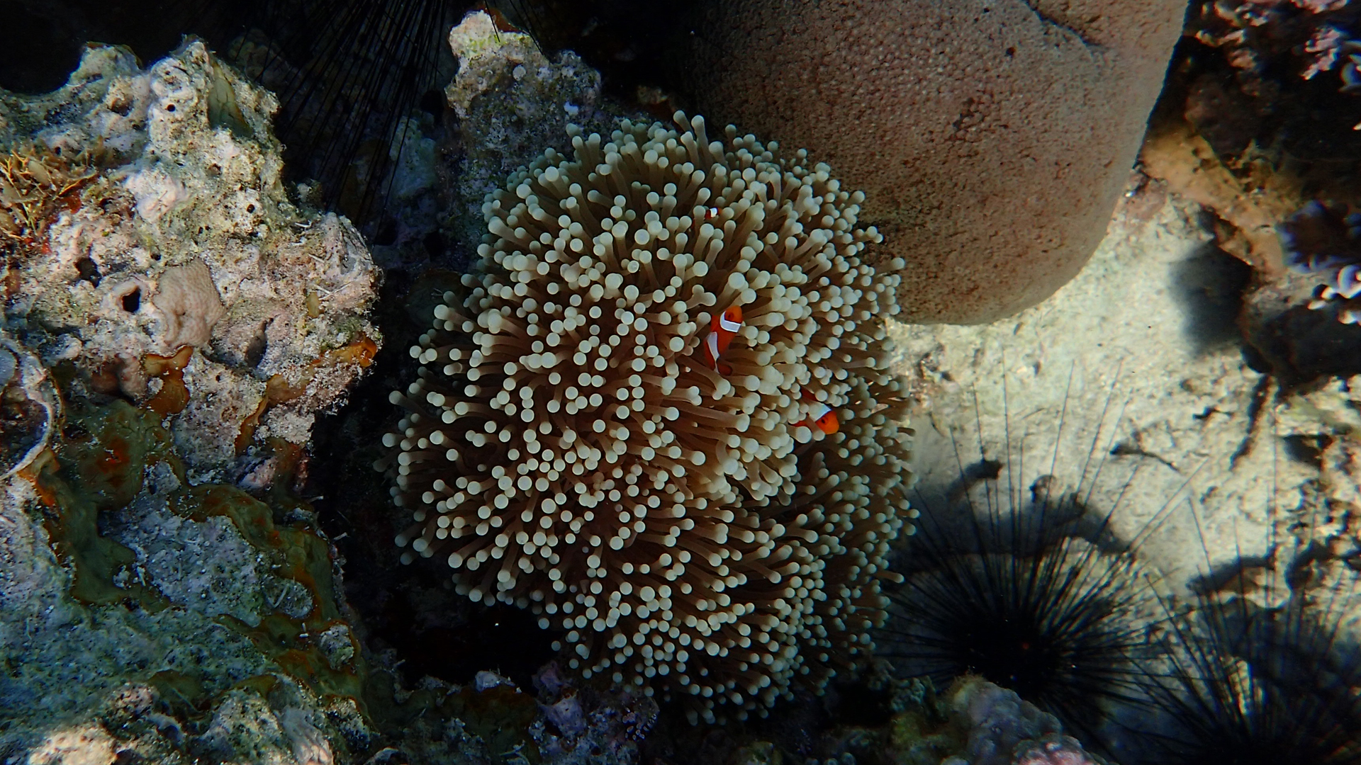 Amphiprion ocellaris