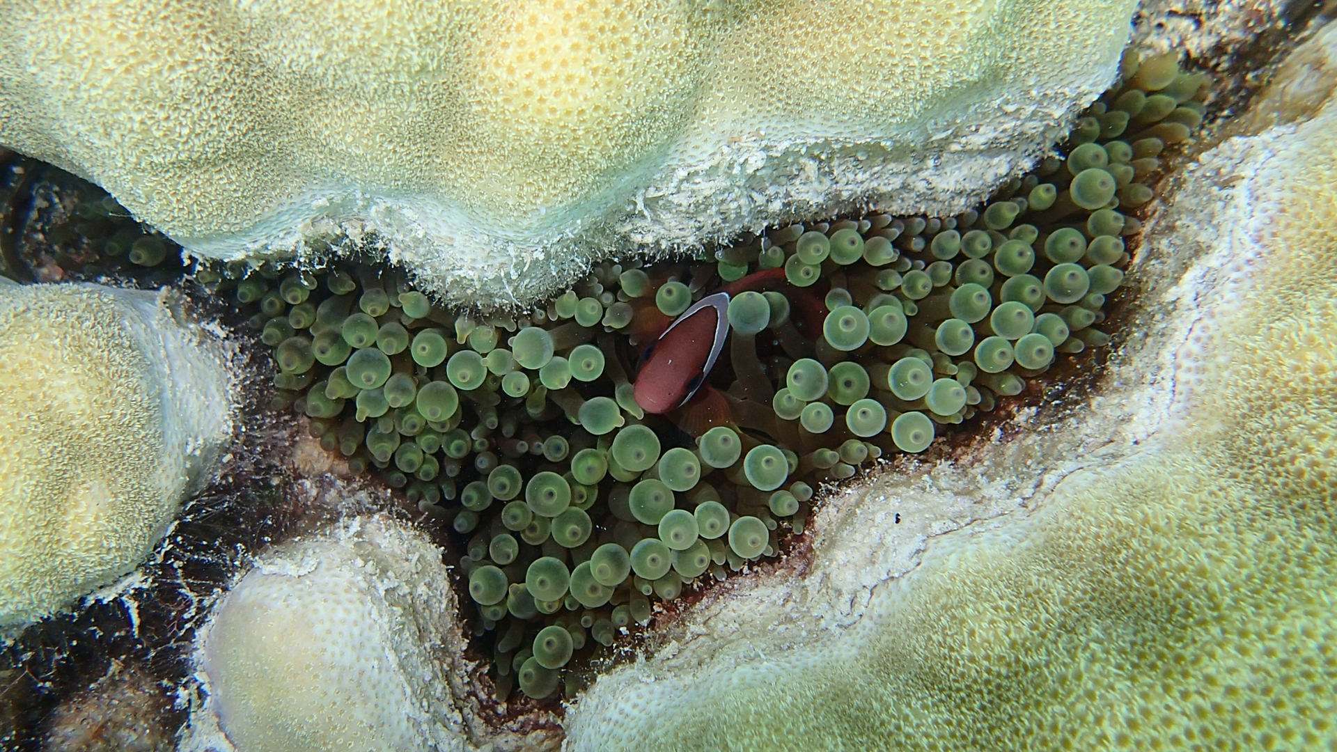 Entacmaea quadricolor