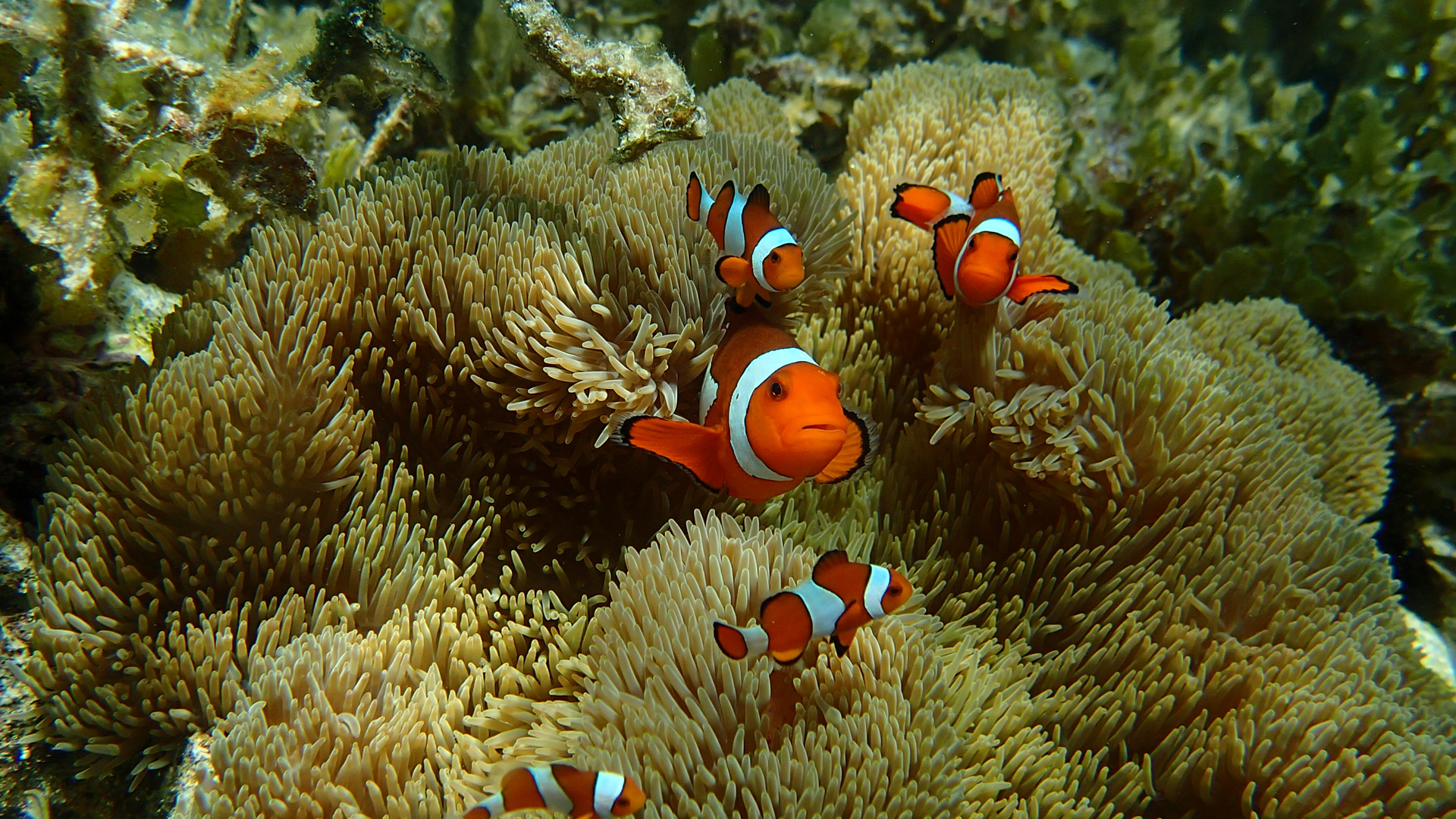 Amphiprion ocellaris