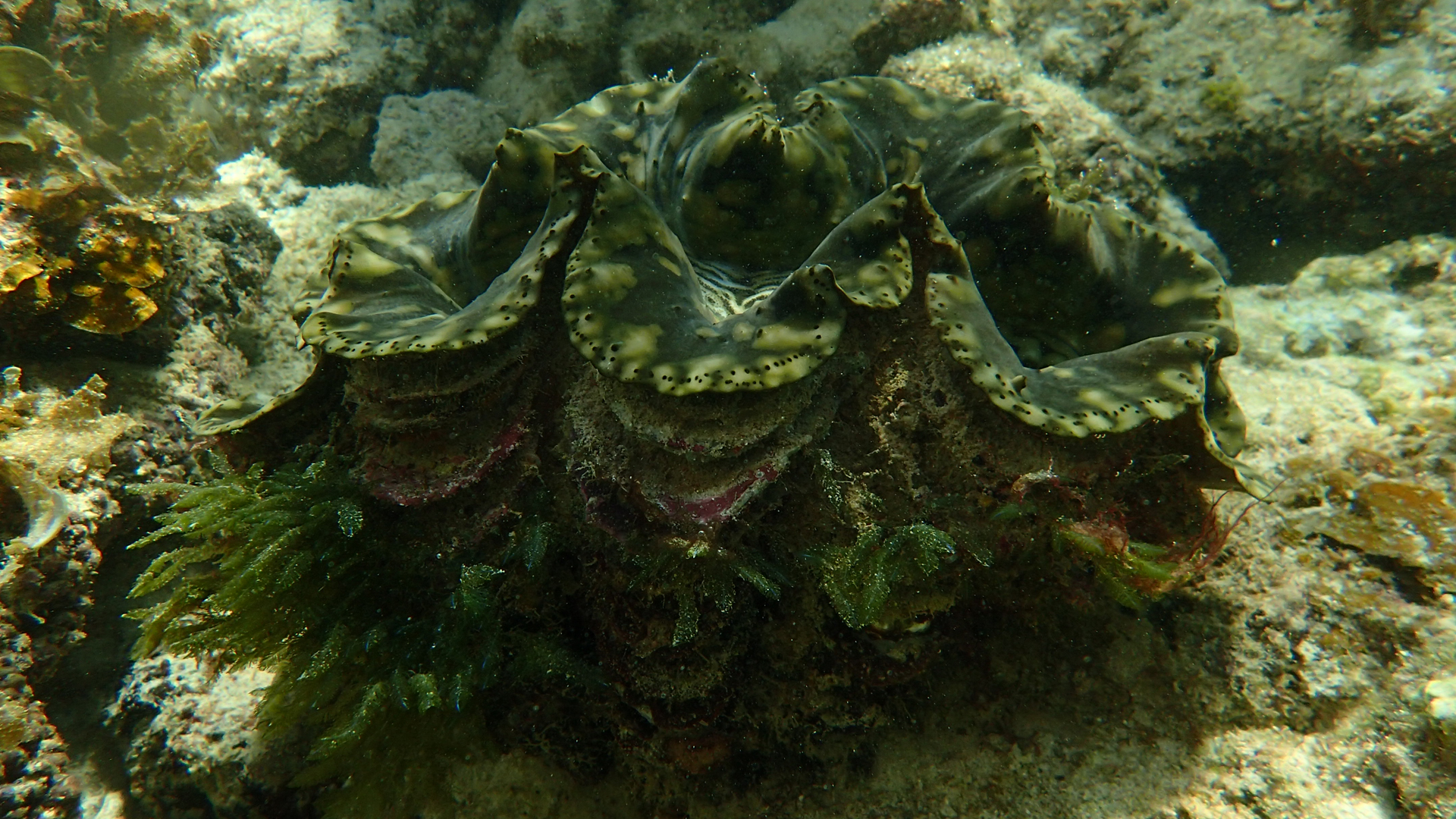 Tridacna maxima