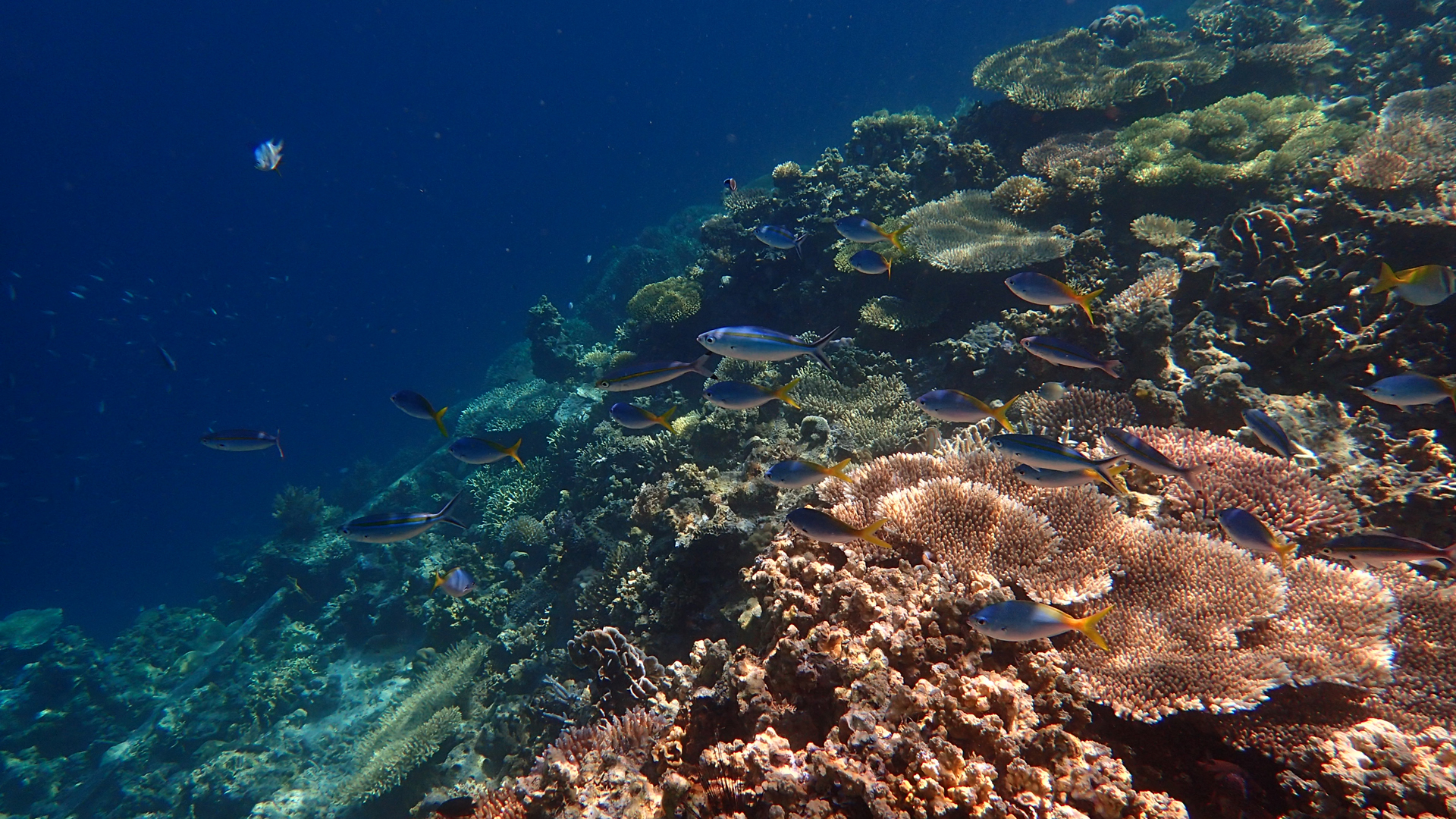 Caesio teres (yellow and blueback fusilier) with Caesio caerulaurea (scissortail fusilier)