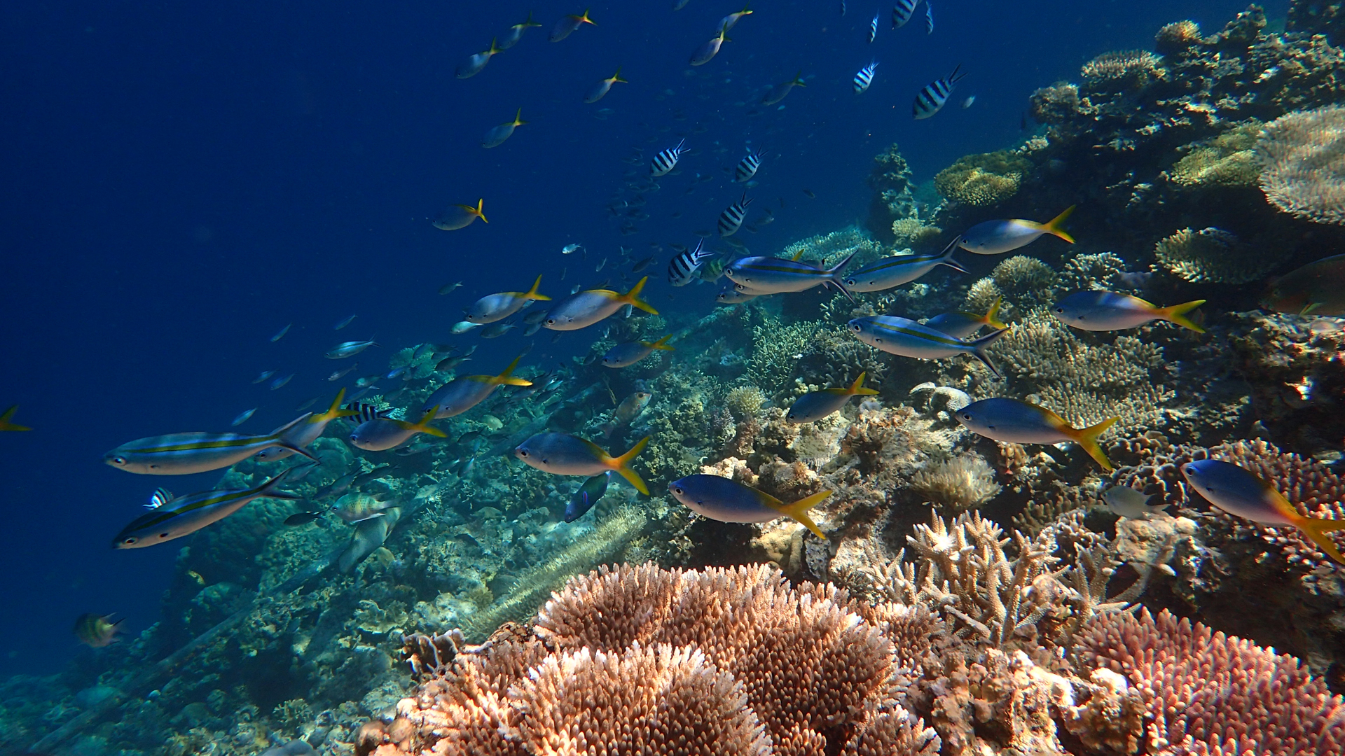 Caesio teres (yellow and blueback fusilier) with Caesio caerulaurea (scissortail fusilier)