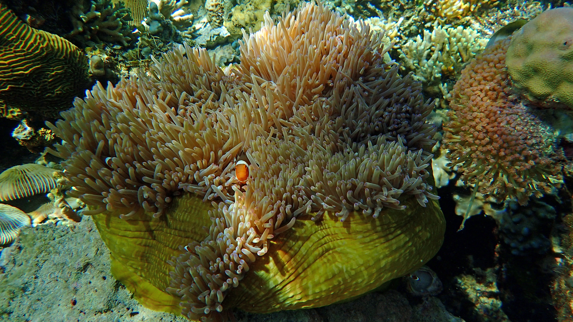 Caesio teres (yellow and blueback fusilier) with Caesio caerulaurea (scissortail fusilier)