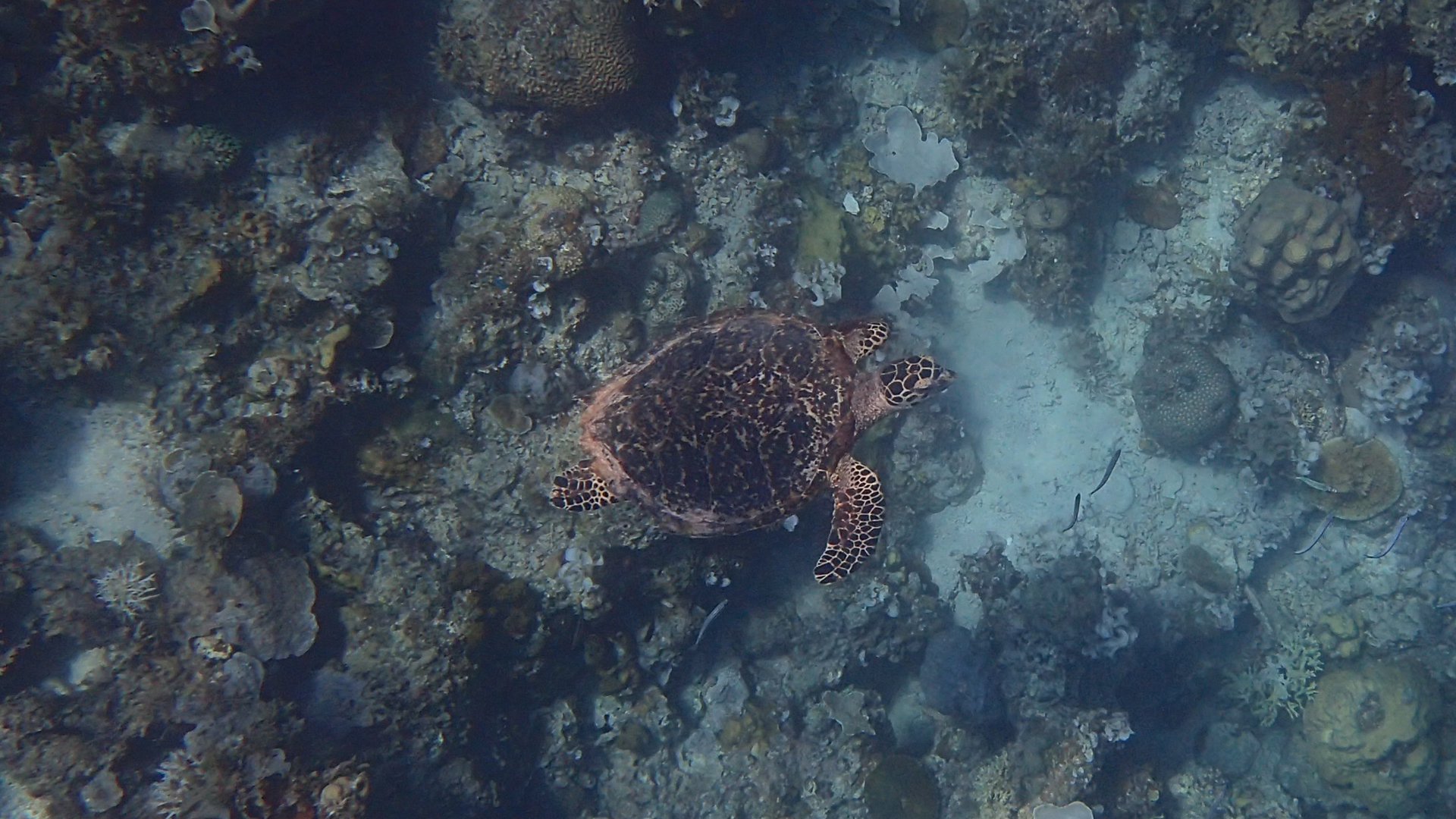 Eretmochelys imbricata (Hawksbill Sea Turtle)