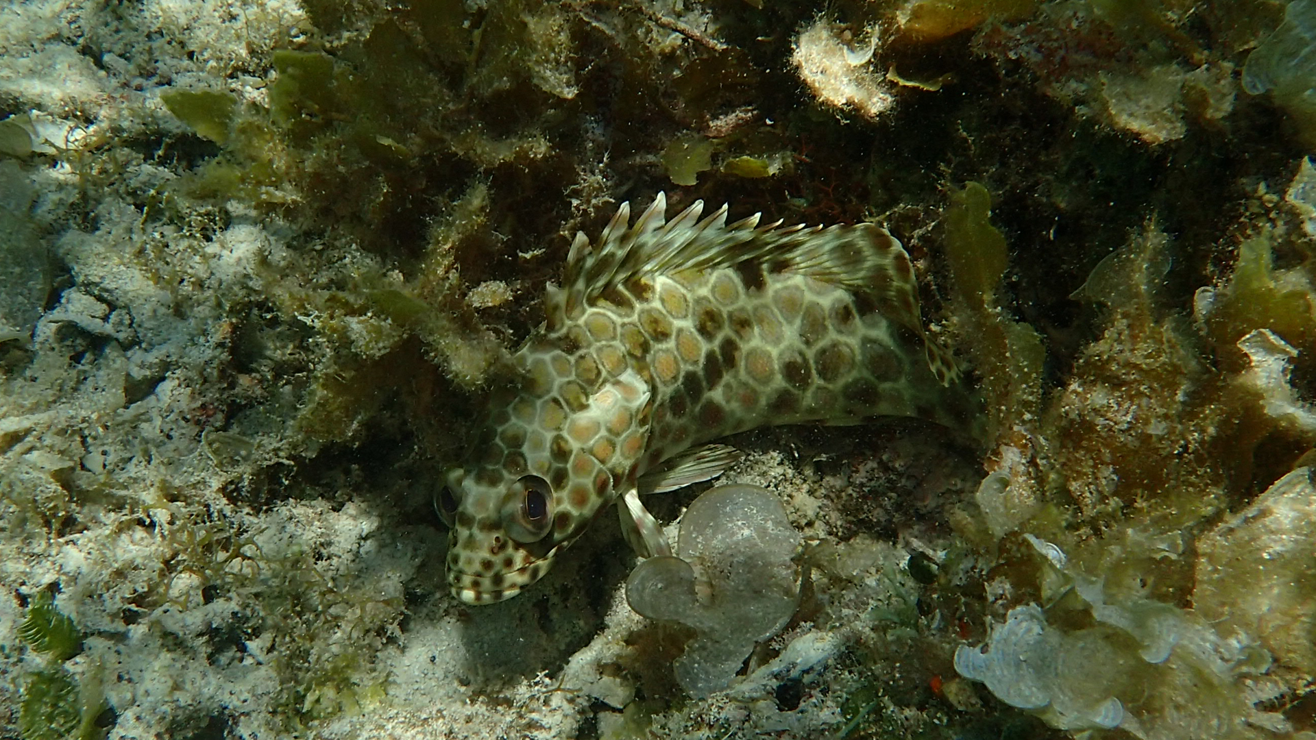 Epinephelus merra