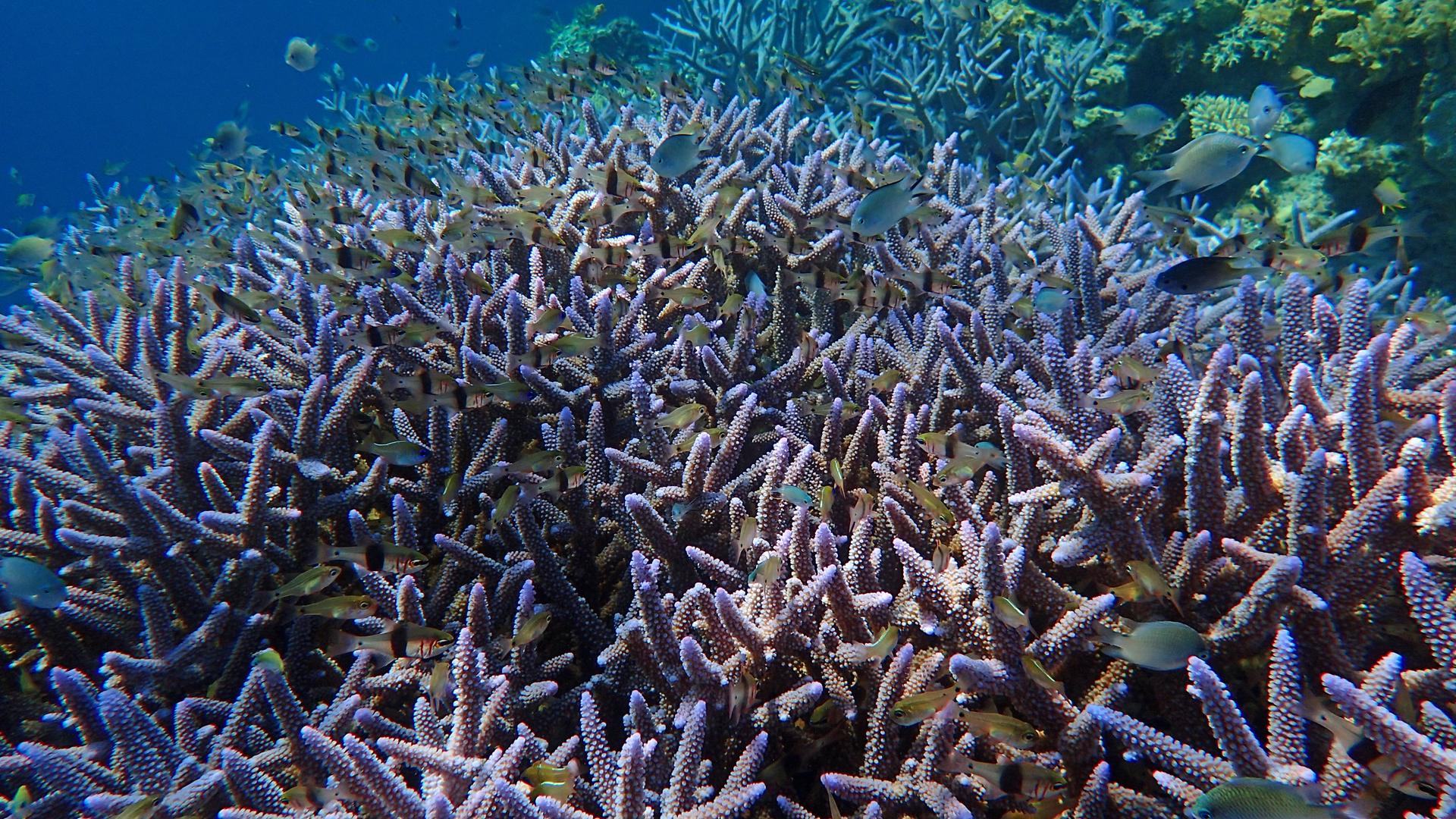 purple Acropora sp.