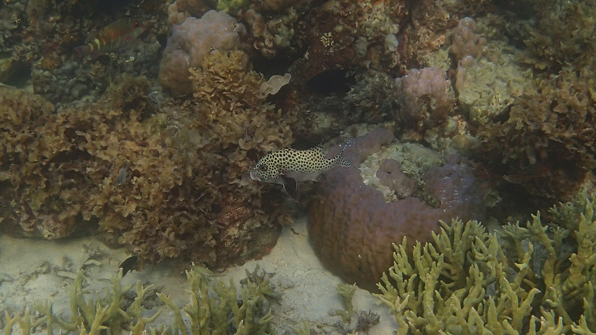 Plectorhinchus chaetodonoides