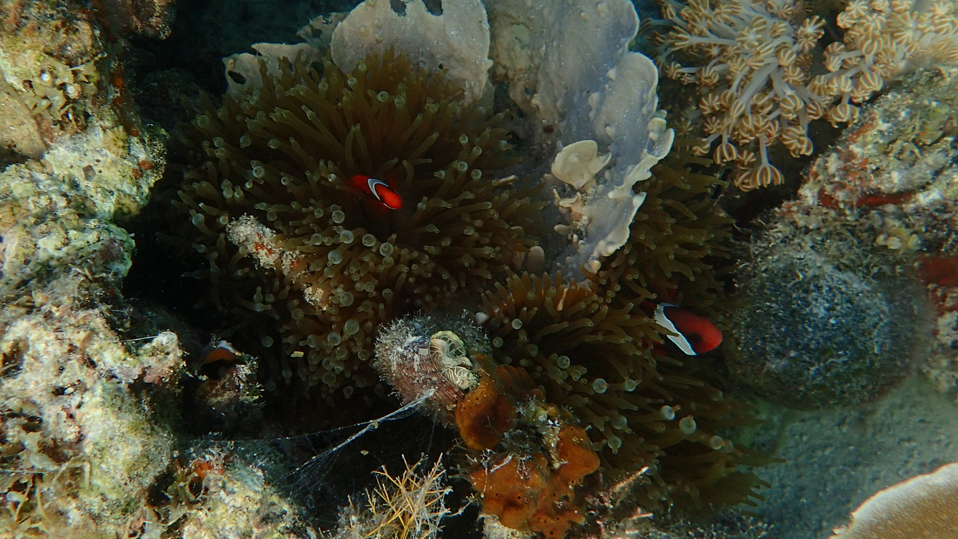 Amphiprion frenatus